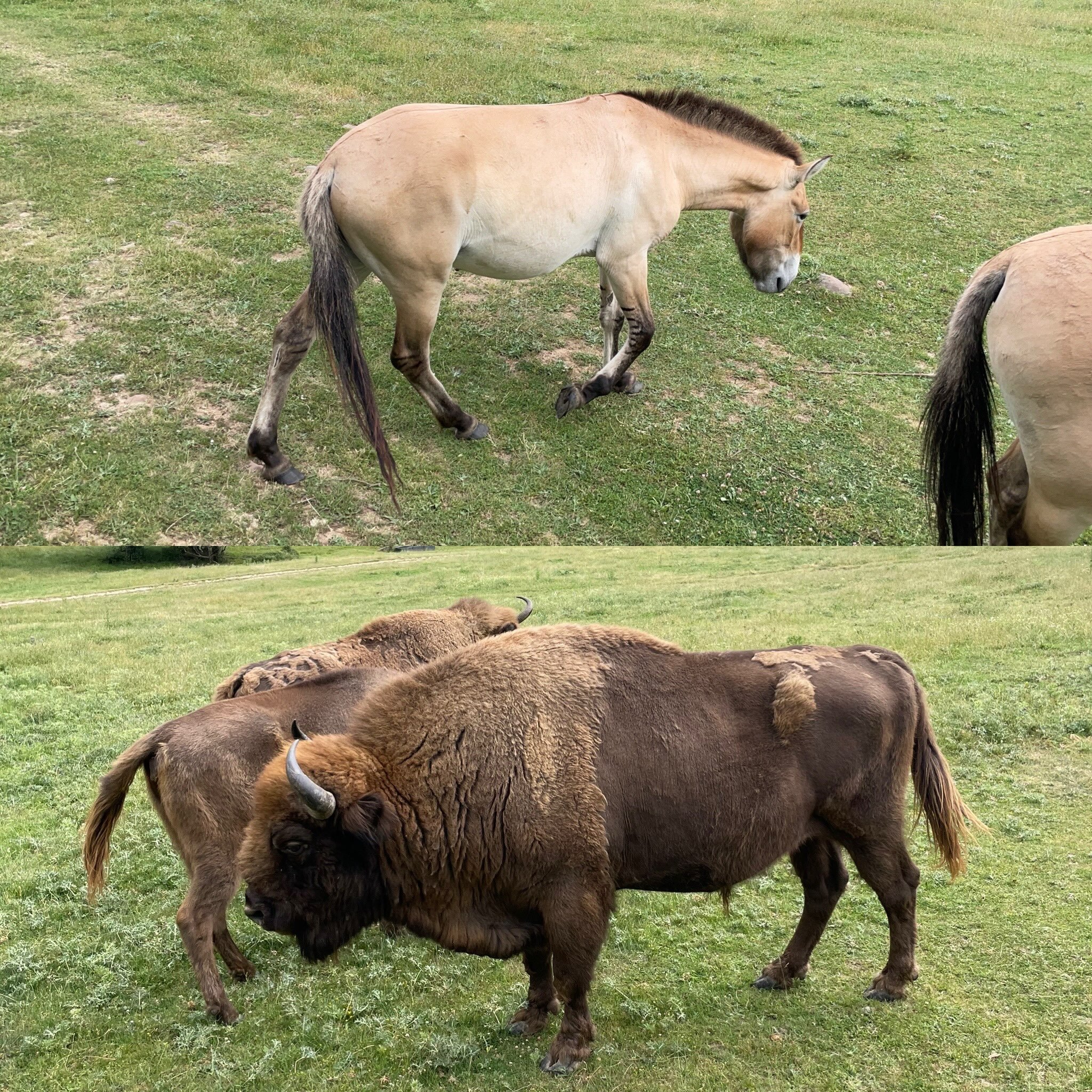 Horse/Bison. +50% of Paleolithic figurative art.

More than half of all Paleolithic figurative art is either horse or bison.  In many cases the two are found together, or near each other on cave walls. Why you might ask?

While Upper Paleolithic huma