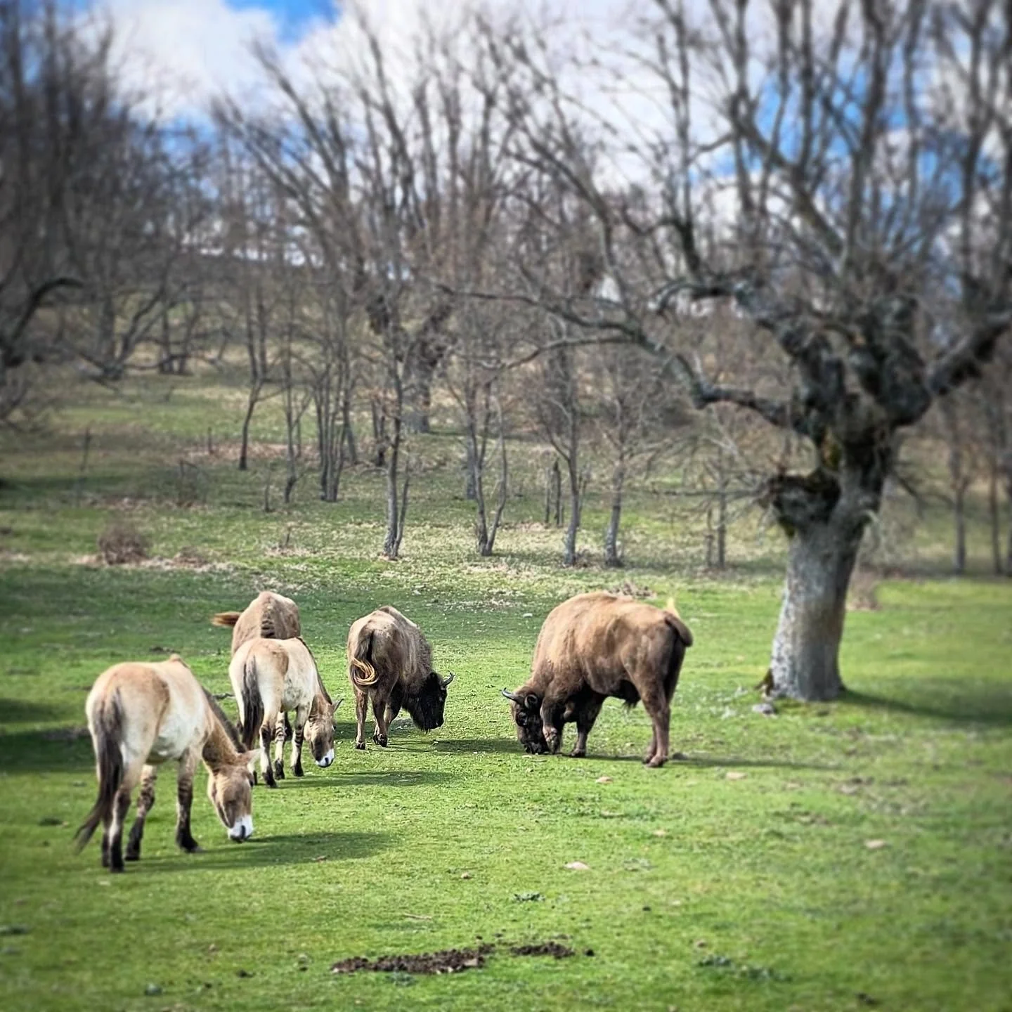 Lost World.  Horses and bison are the two most frequently depicted animals in European Paleolithic figurative art, with more than 50% of all figures between both (horses a bit more than bison). There is also an association of both animals at many sit
