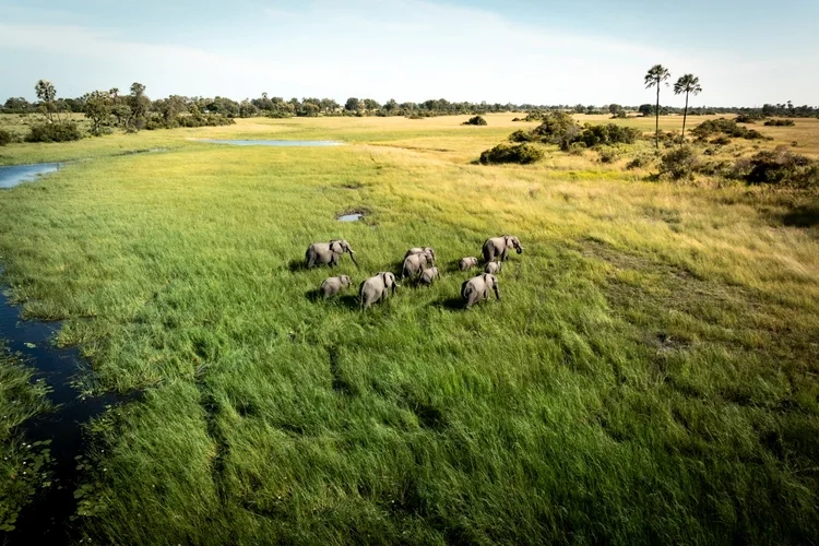 A herd of elephants walking through a lush, green wetland with a water body on the left and tall trees in the background.