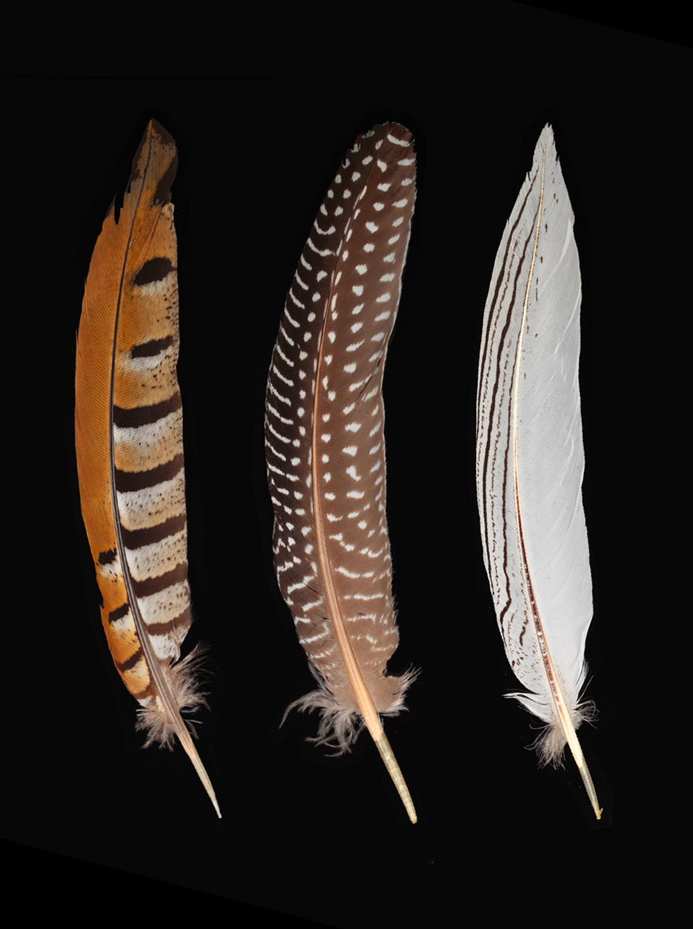 Feathers