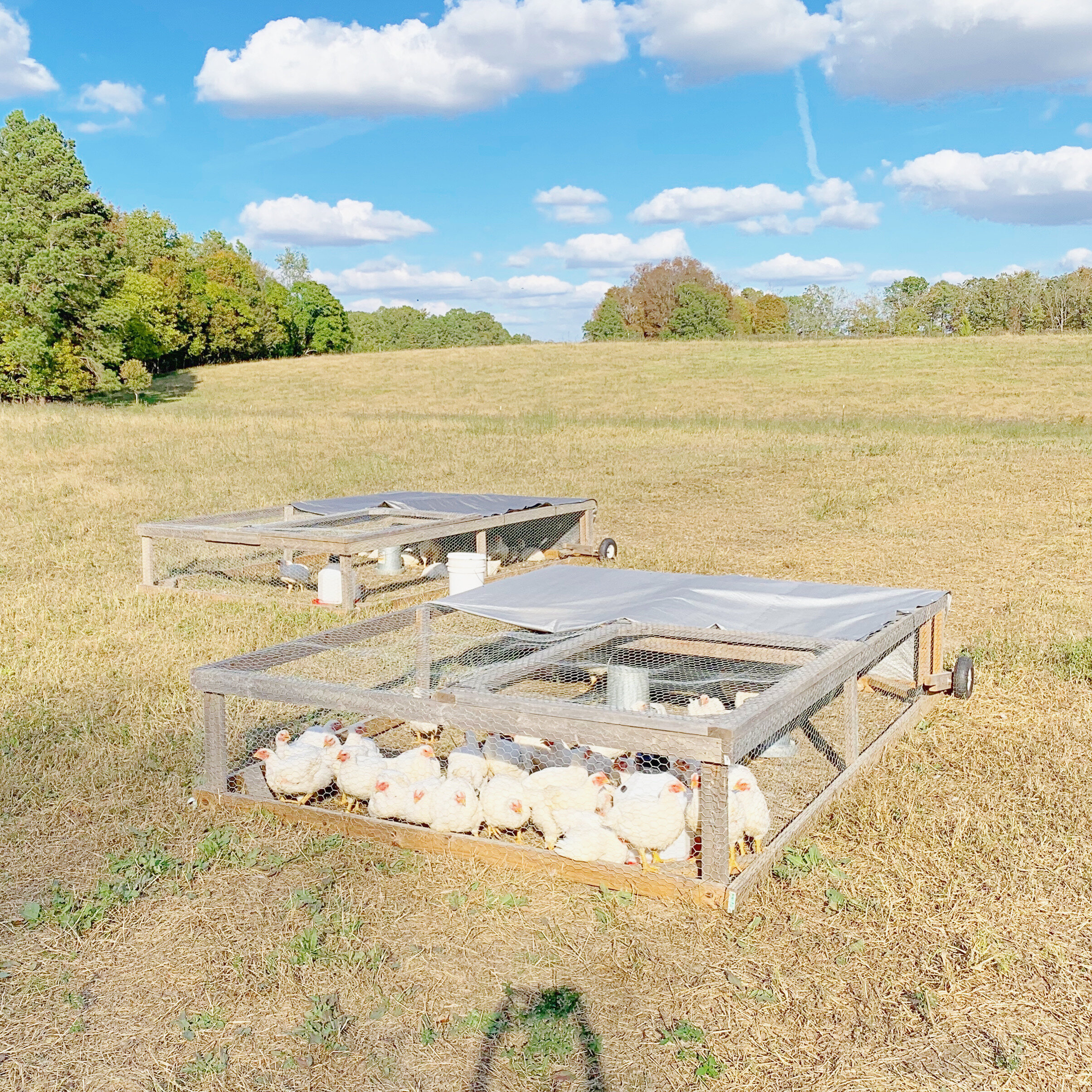 Jeremy Brooks - chicken coops.jpg