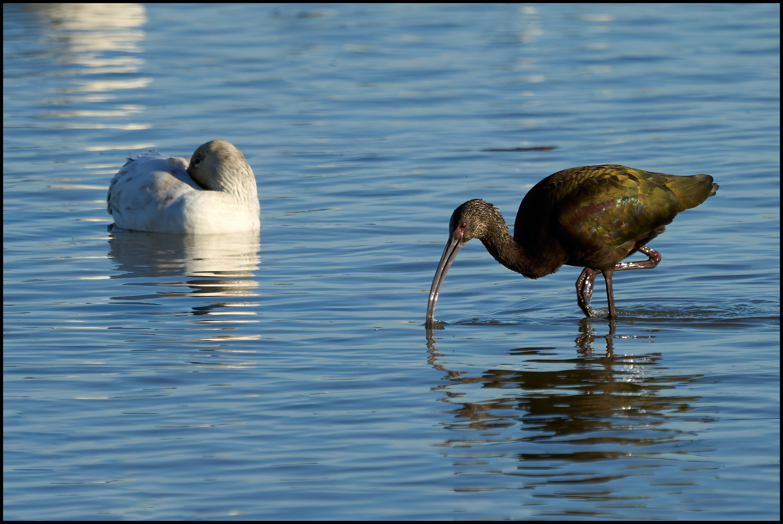 Sacramento National Wildlife Refuge Complex 