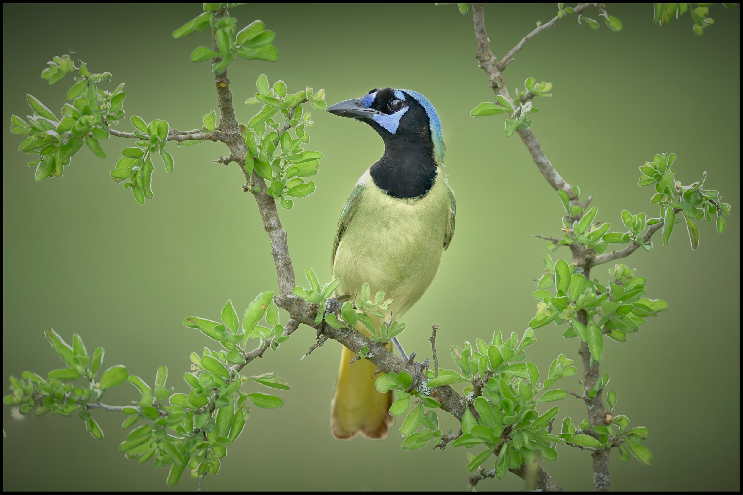 South Texas Birds