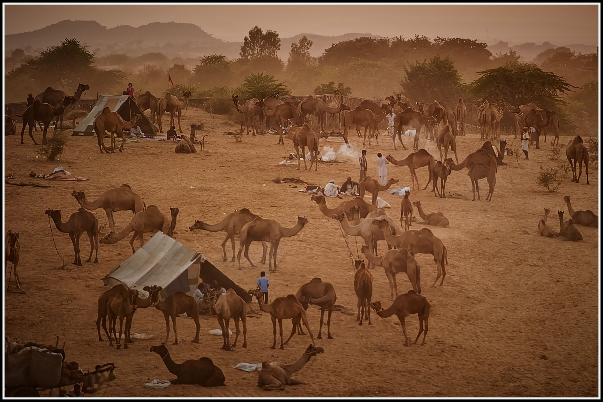 Pushkar Camel Fair