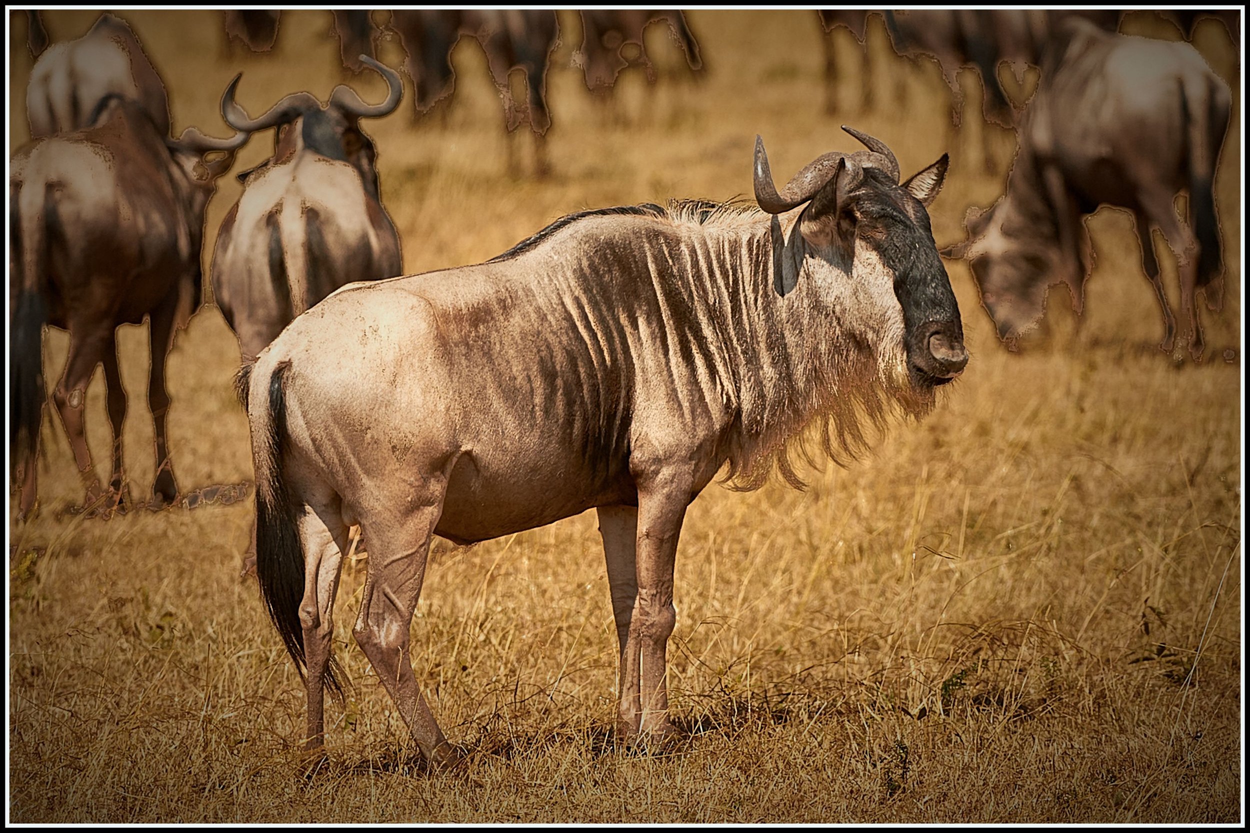 Wildebeests &amp; more