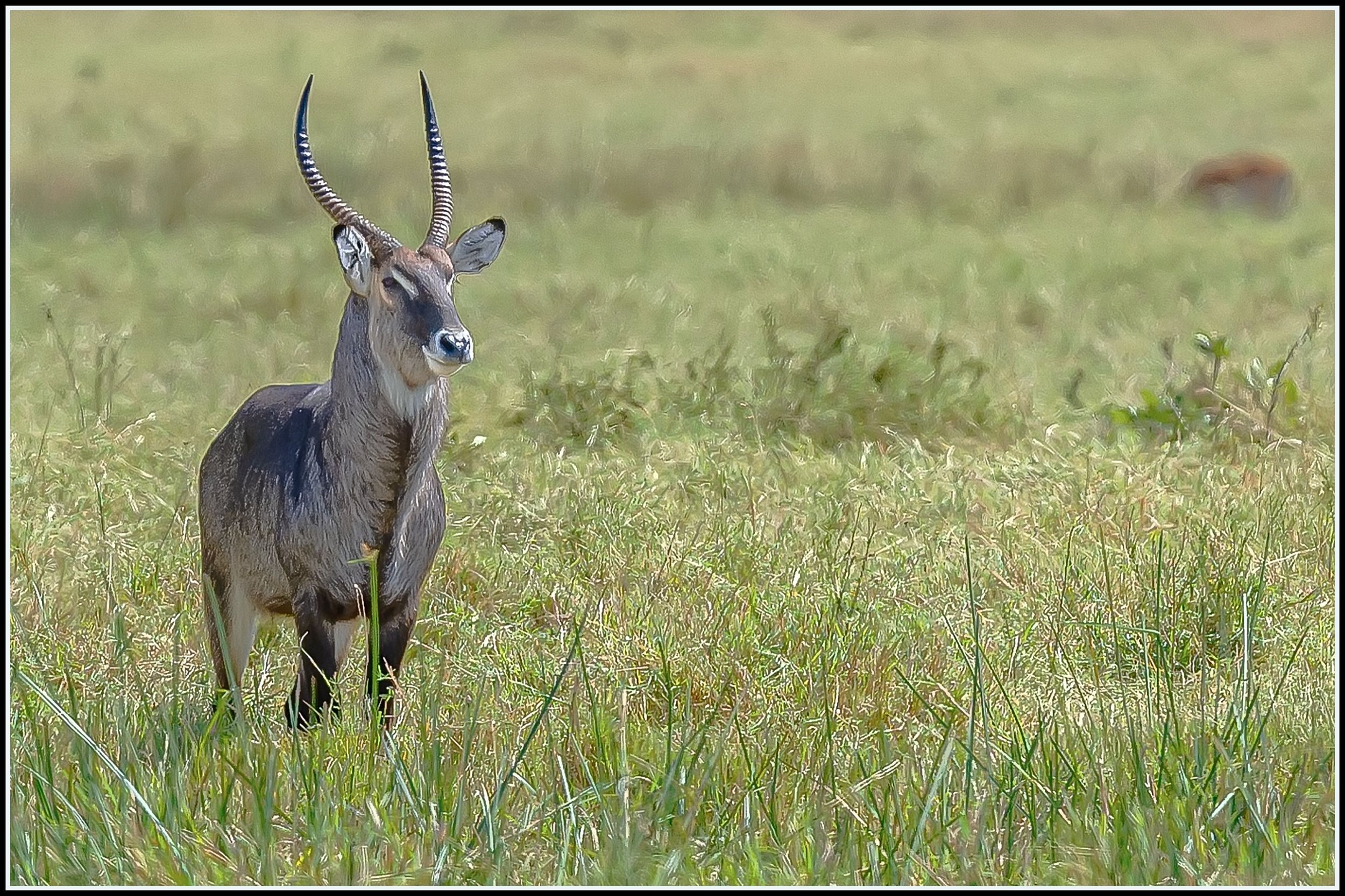 Waterbucks &amp; more