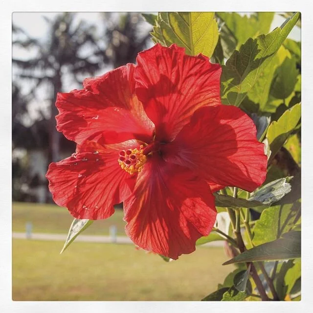 The island life suits you. Relax and let your natural beauty shine.
.
🌴 ☀️ 🌺 .

#rum #bokeeliarum #florida #coastal #getlost #FL #shoaltoshore #islandlife #relax #relaxation #rumandchill