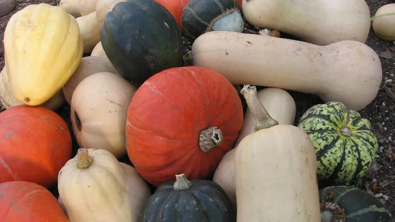 winterSquash.jpg