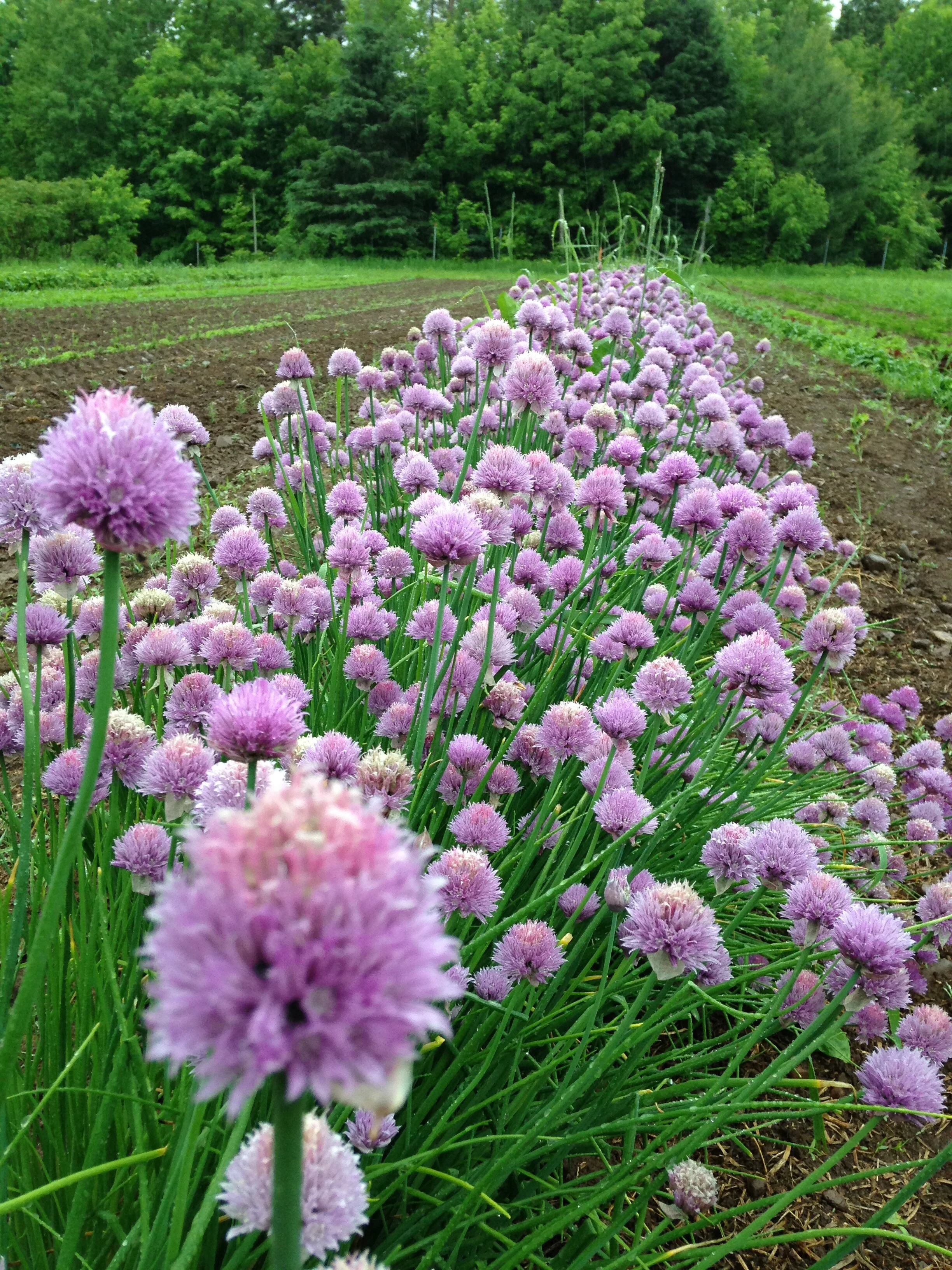 Farm-to-Door EOW Fall Choice, $177