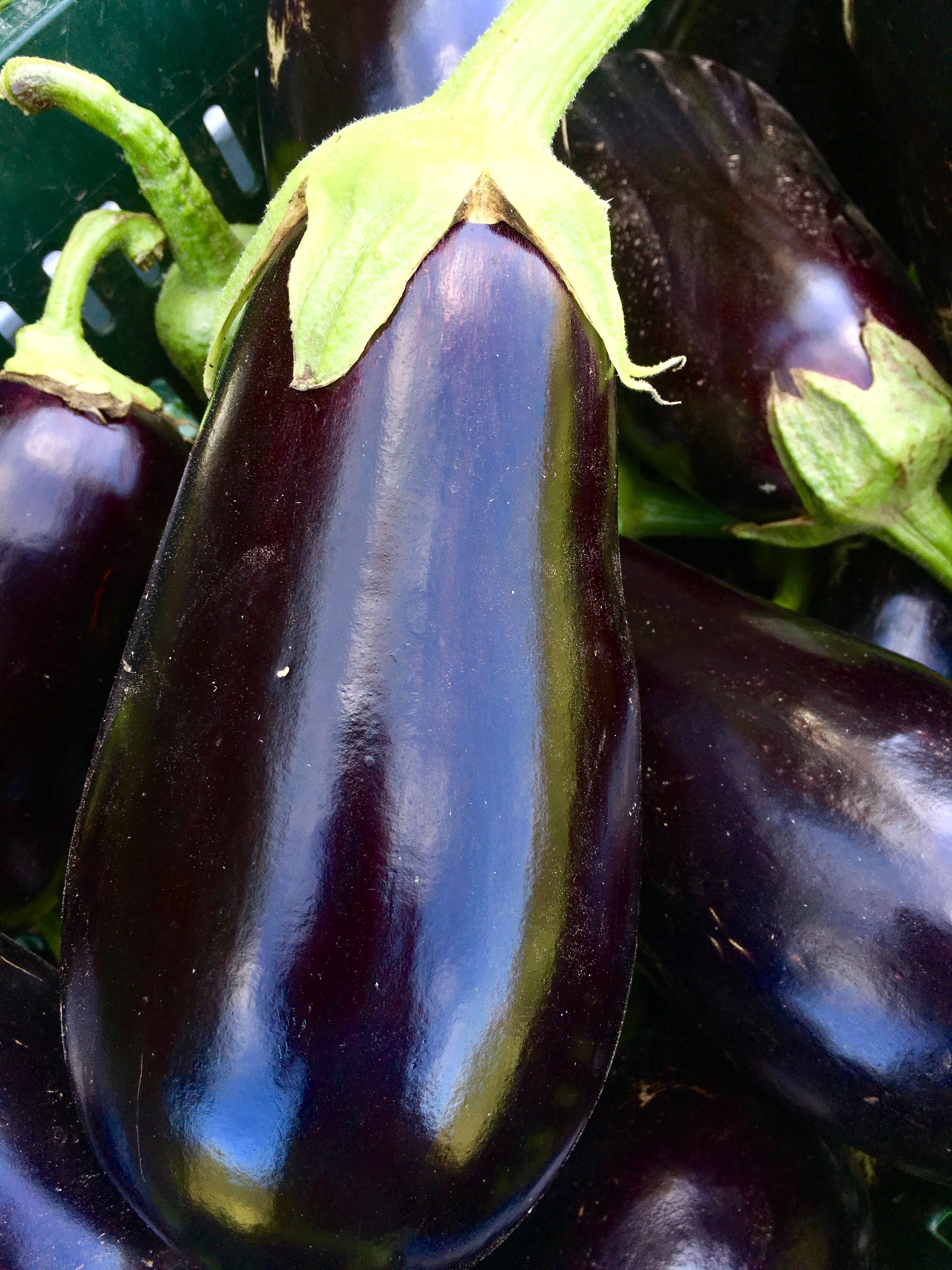 eggplant.jpg