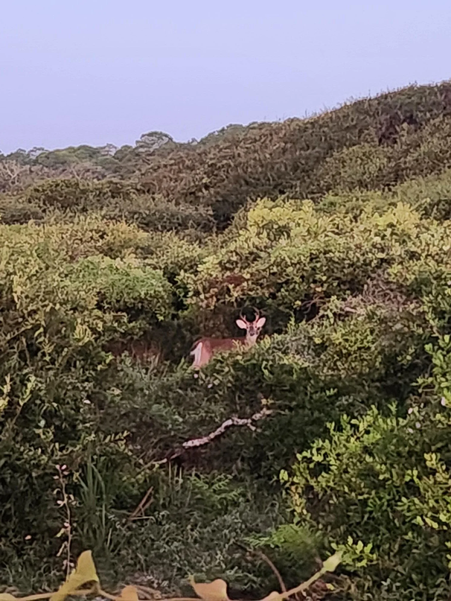 Kiawah deer 9-2026.jpg