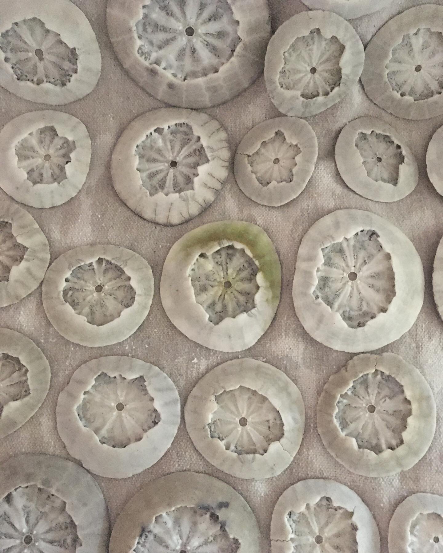 43 poor smashed sand dollars that I collected from the WA coast on Wednesday. With their top part broken the lovely inside is surprisingly revealed. All of these were killed in the ocean and washed on shore in this condition. There were some that we 