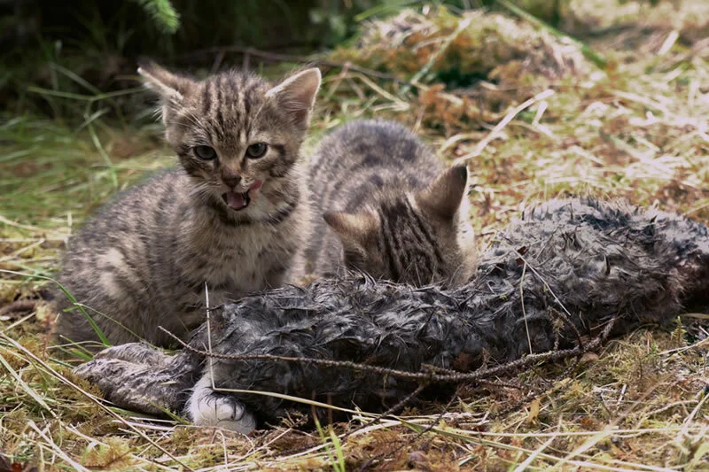 scottish wildcat kittens.jpg