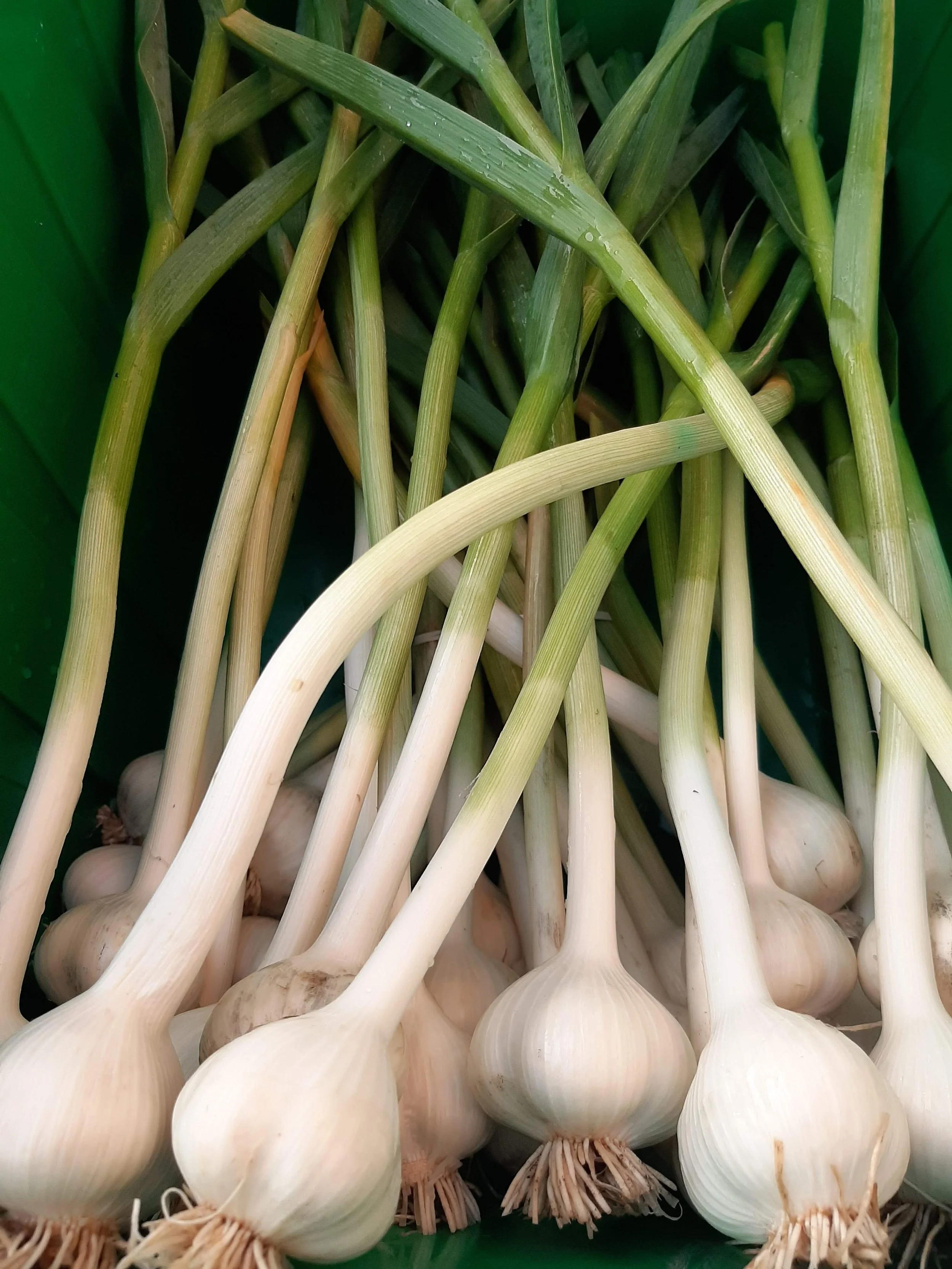 Clean-Green SVTFarm-Garlic