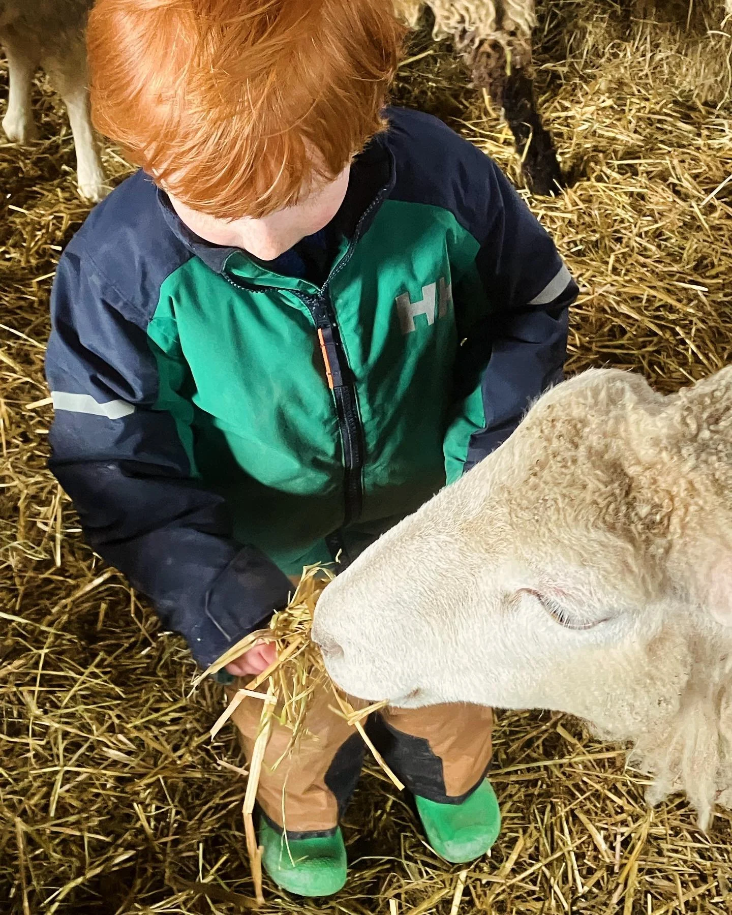 Child Feeding Sheep