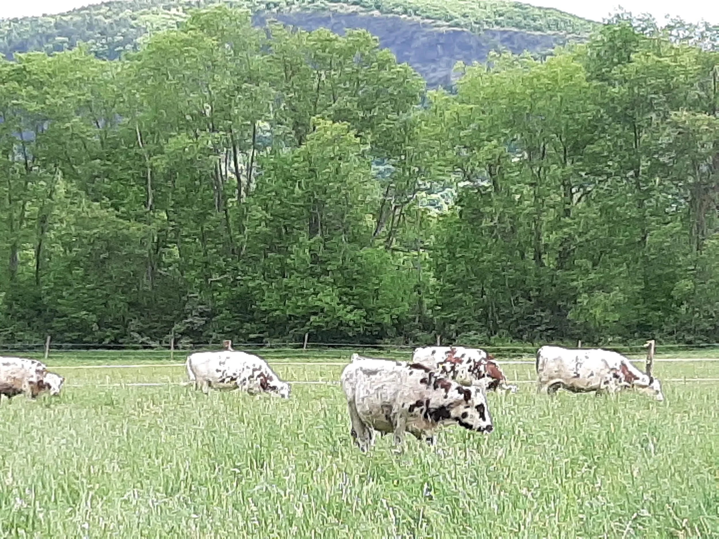 PastureBeef20200602_120240.jpg
