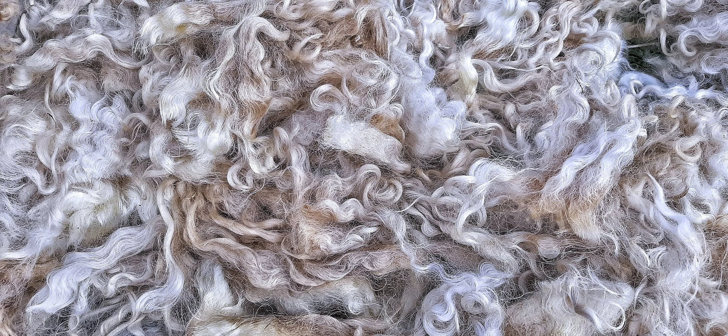 How to Pick a Hand Spinners Fleece