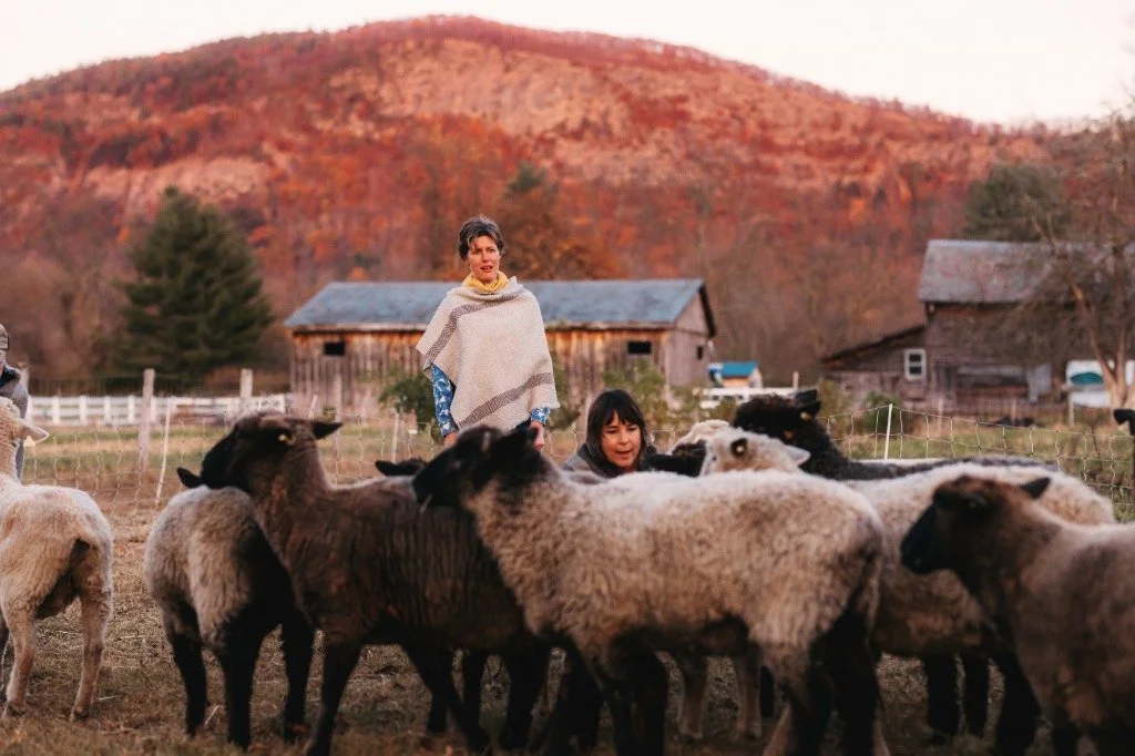 SVTFarm_Oct_2024_204Timeless_Wool_Sheep_Community.jpg