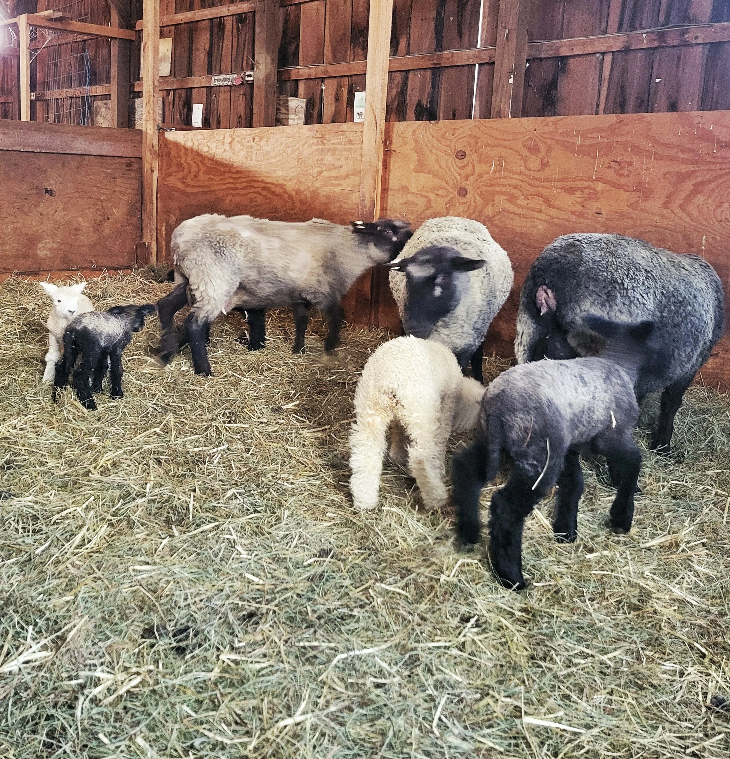 Just Trust It: Lambing Season on Our Vermont Farm