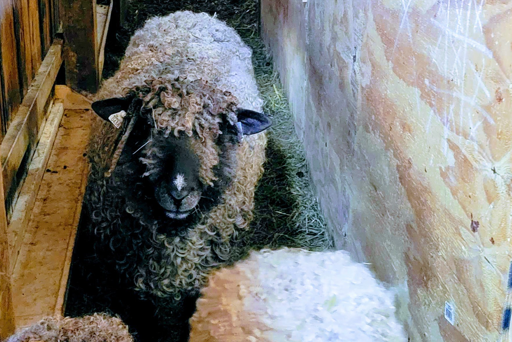 Fear of Lincoln Ram in barn alley