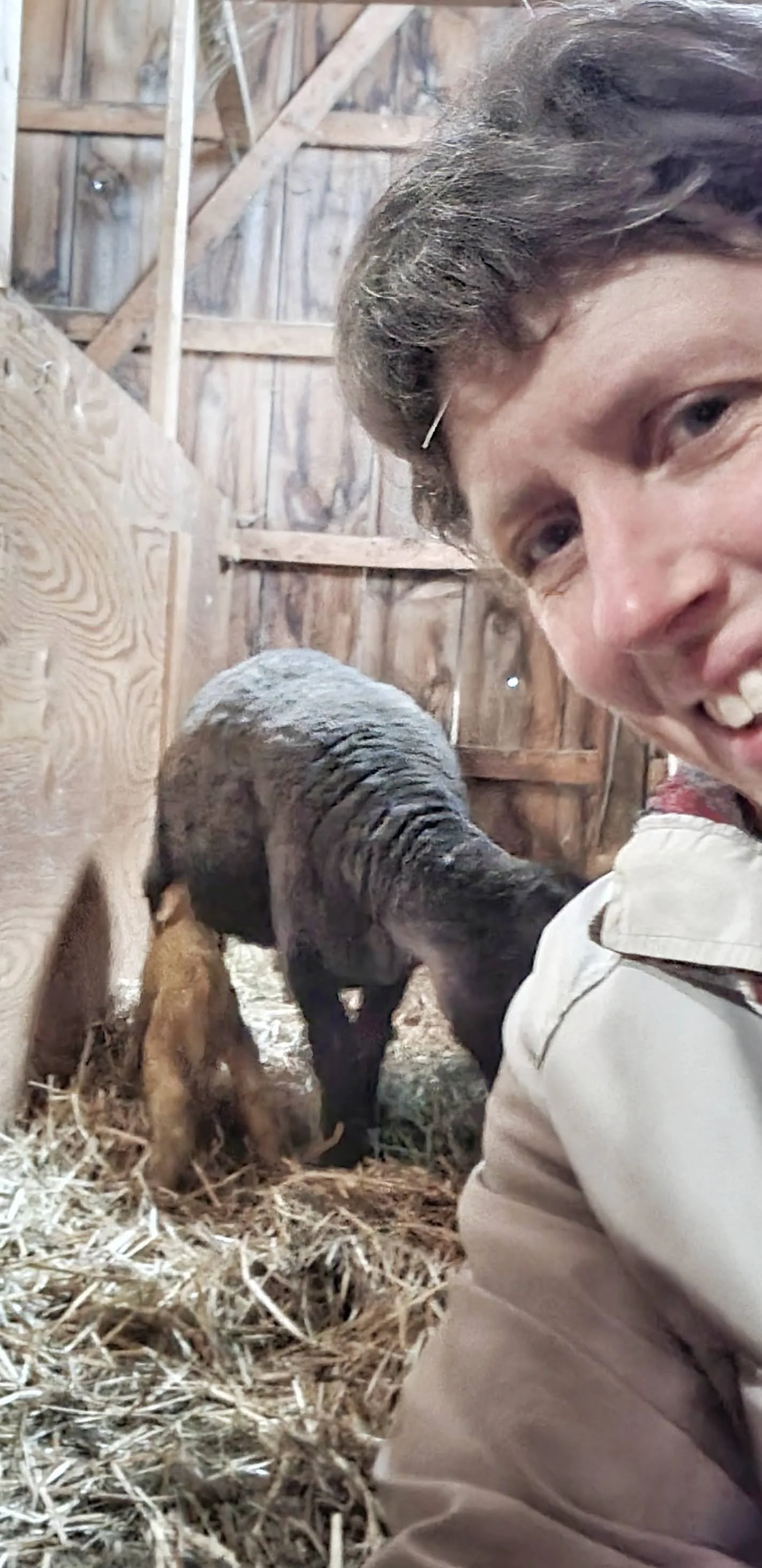 Laura_Burch_Sheep_ Lamb_Local_VT_Lamb_Barn