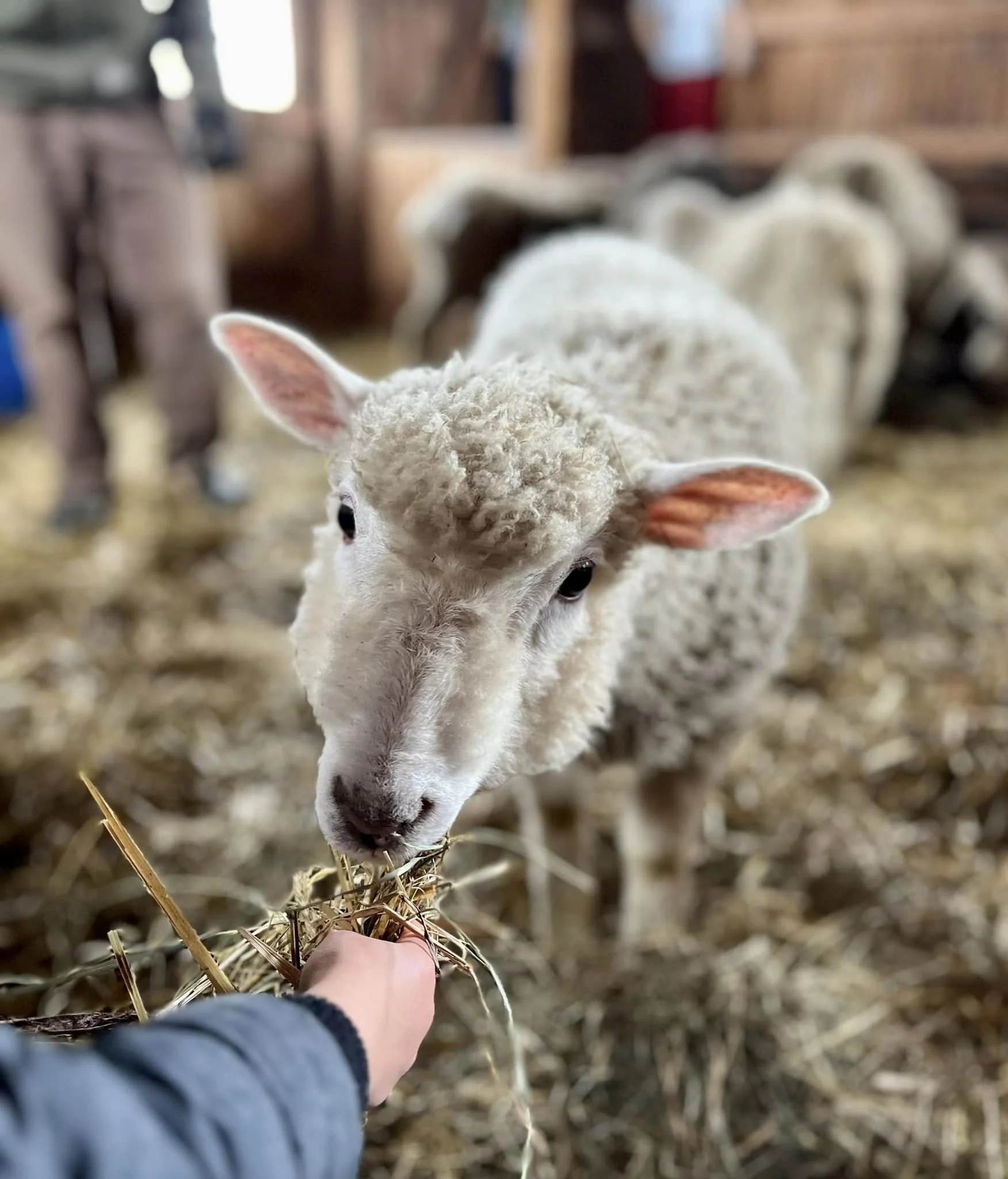 Lamb at SVTFarm Wells VT