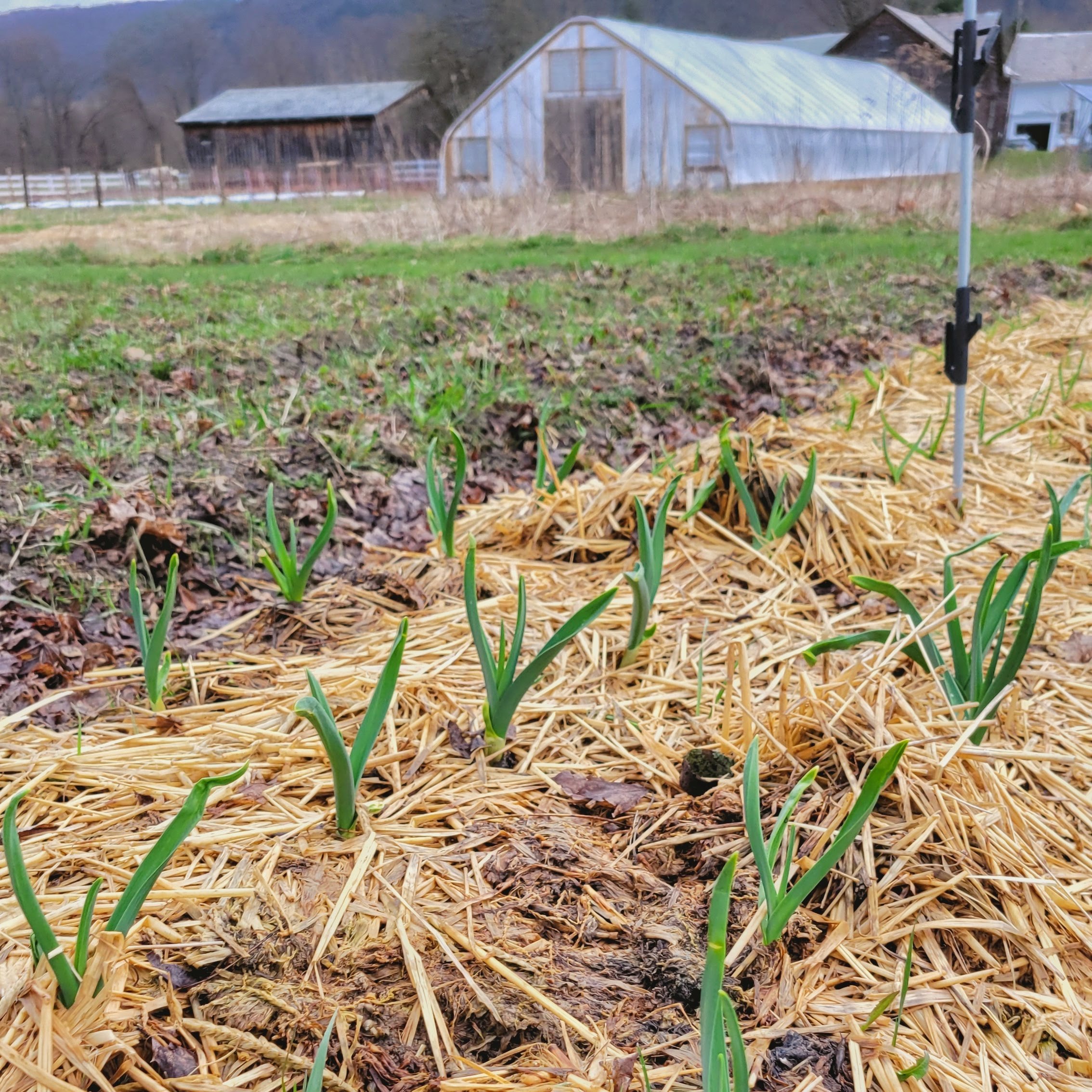 Garlic-practical- nourishing-everyday-farm-staple.jpeg