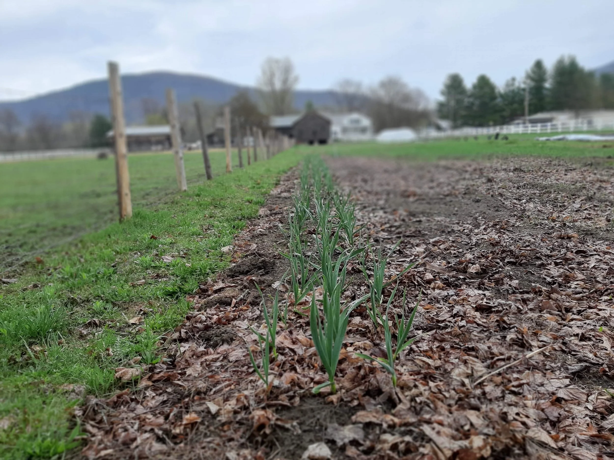 Planted Rows Farm-Fresh-Garlic
