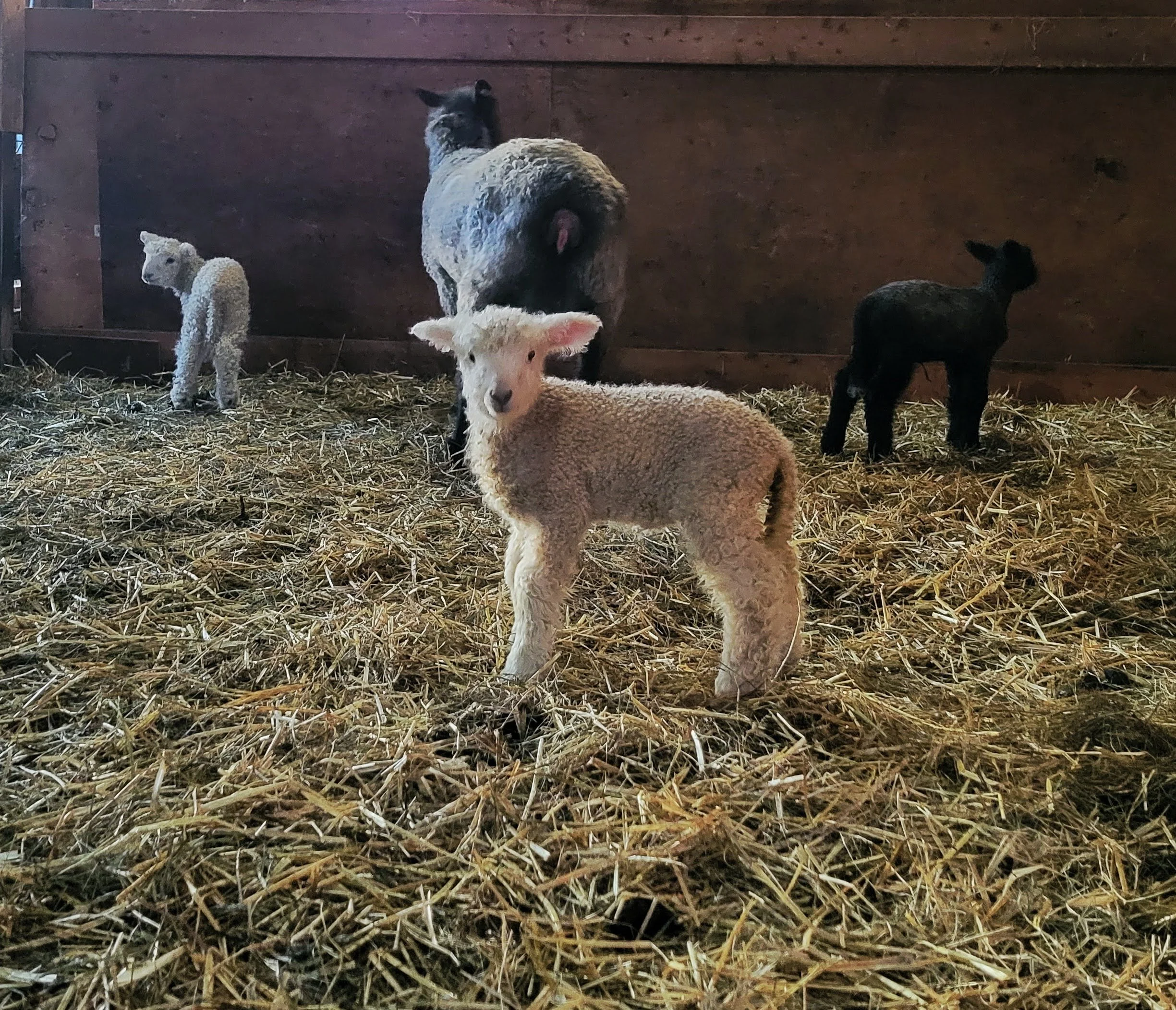 Lambs in straw filled barn