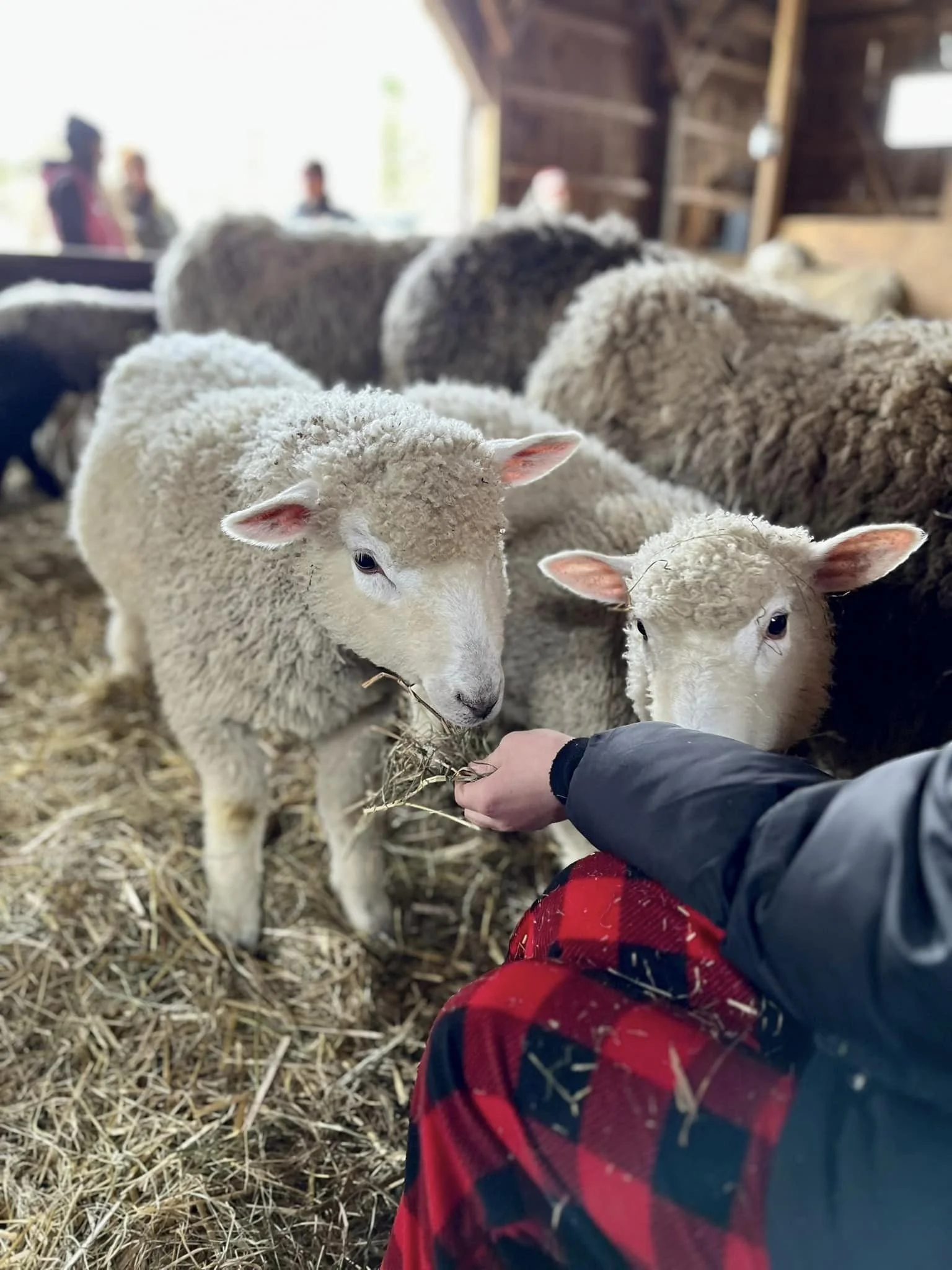 Lambs Nibbling Hay