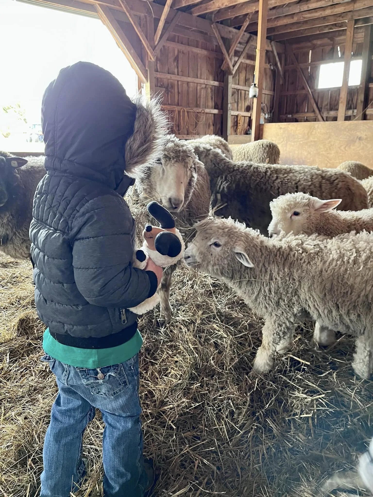 Child Greeting Lambs with Toy