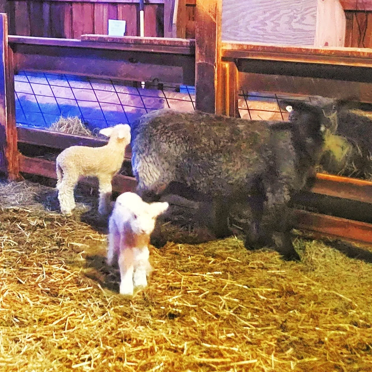 Local_Sheep_and_Lambs