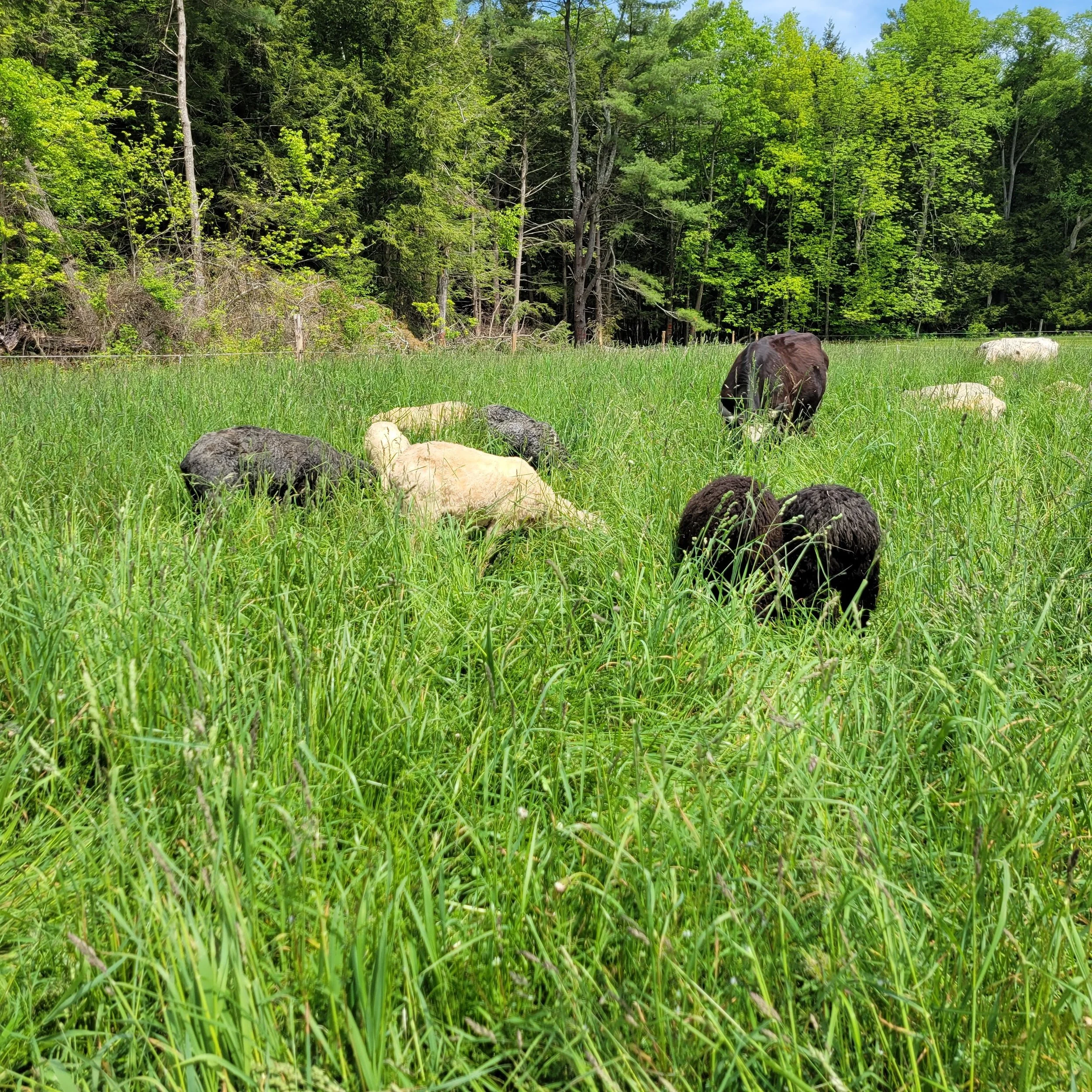 Sheep and Cows grazing in waist deep green grass along the woods.