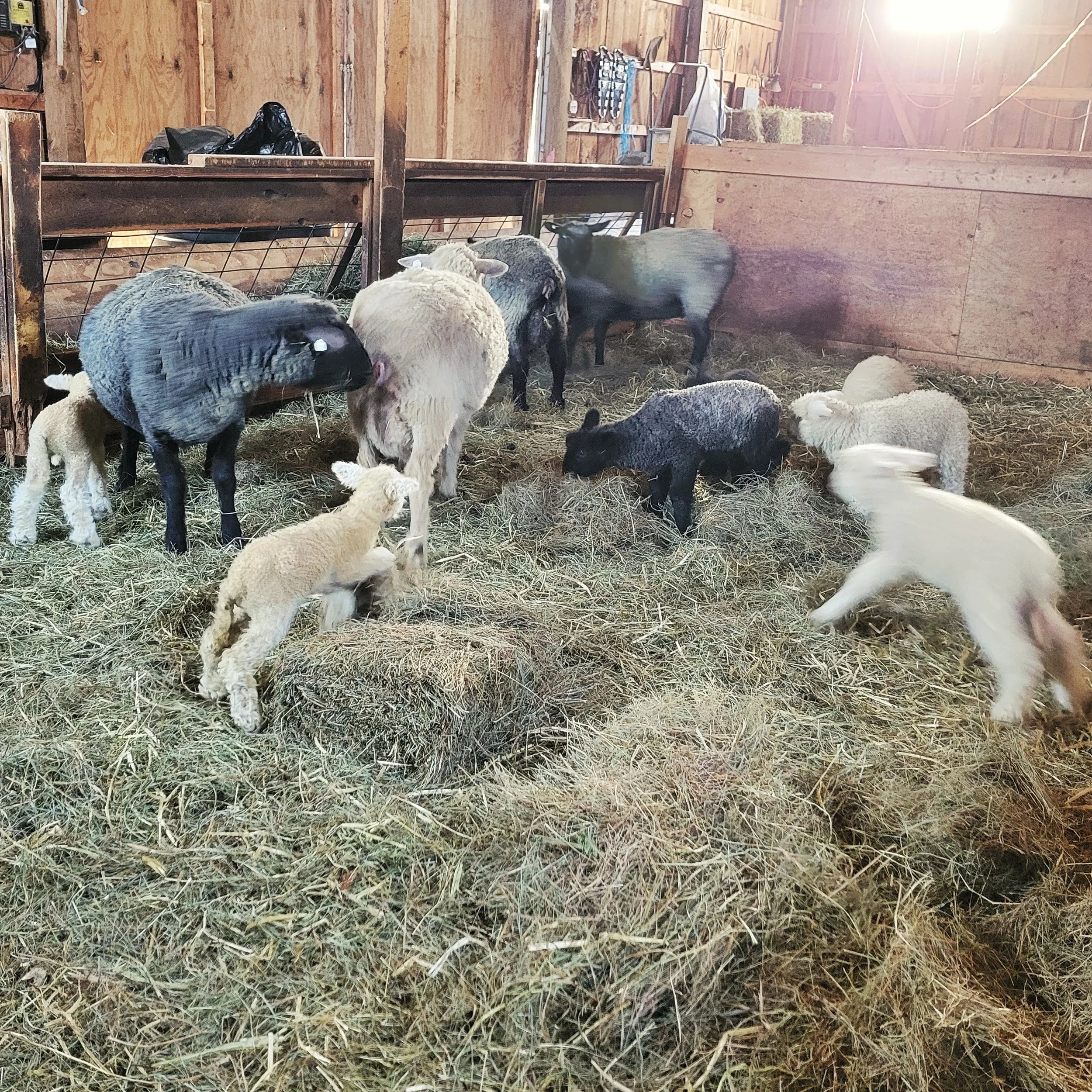 Lambs_Jumping_at_Once_in_Local_Farm_Barn