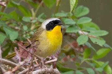 Listen for the call “Wichety, Wichety, Wichety” to locate the male Common Yellowthroat that nests all over the park, usually seen low in the foliage. (Photo: Jack Rothman)