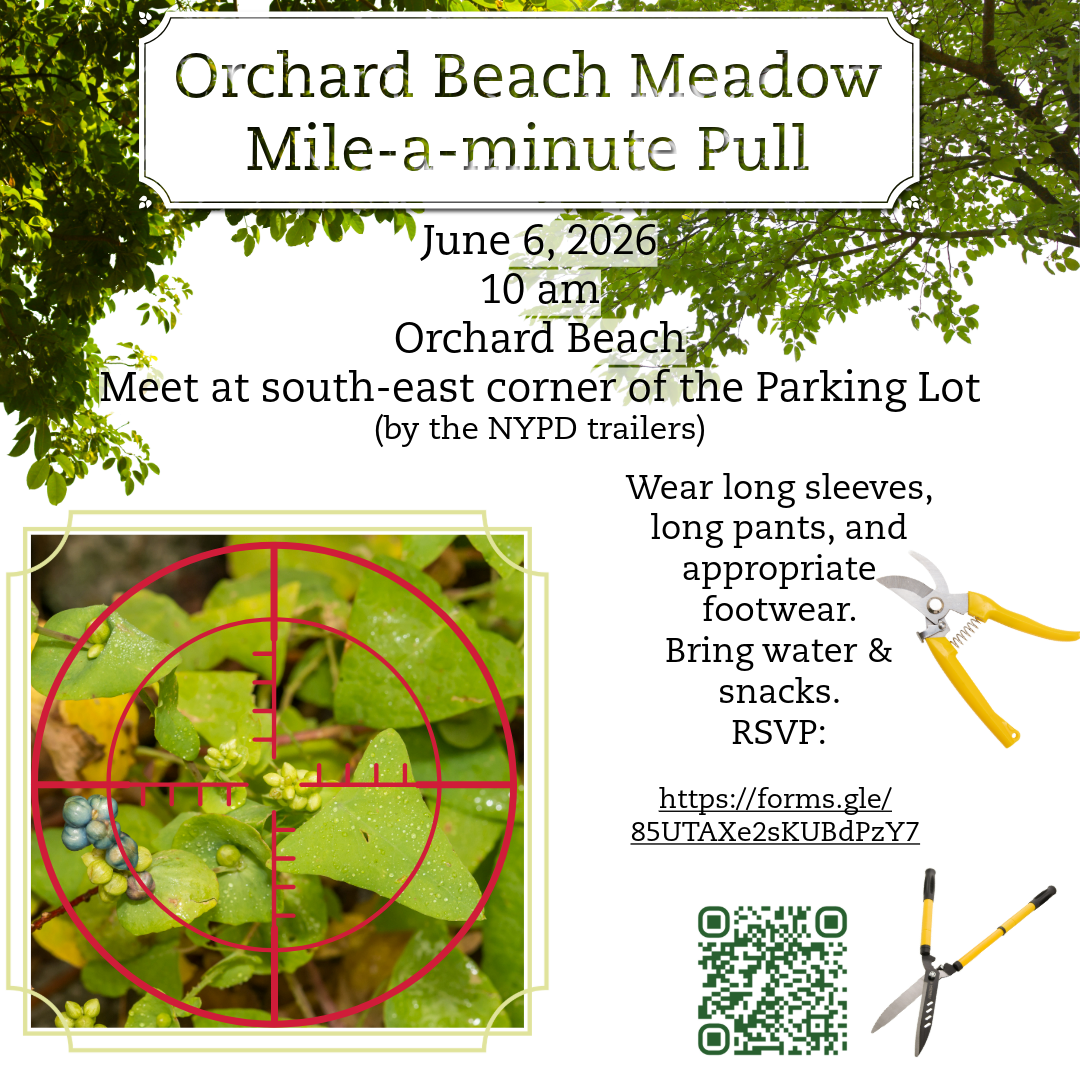 Volunteer: Orchard Beach Mile-a-Minute Pull