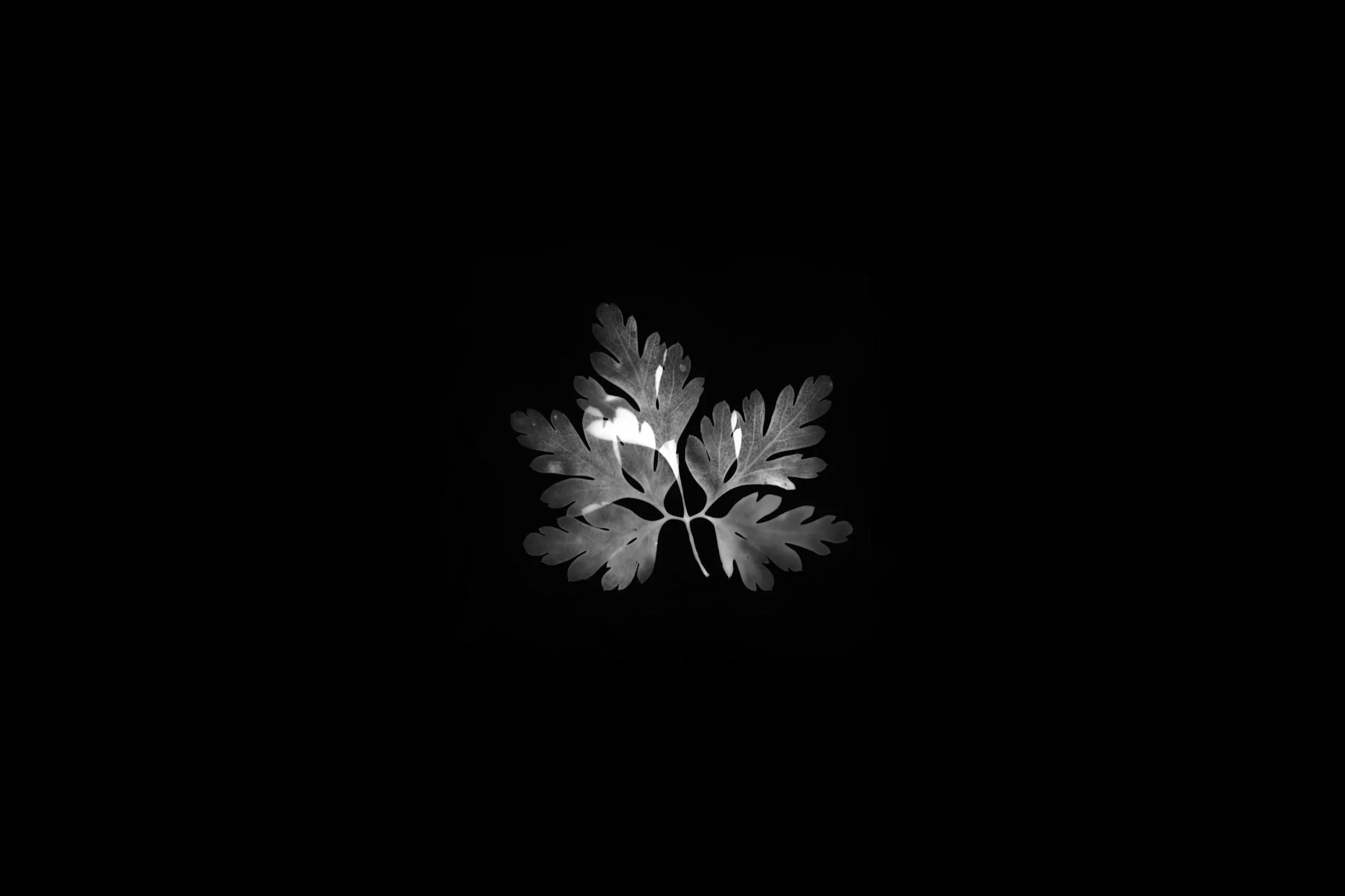 DGG Fern-Edit-Edit.jpg