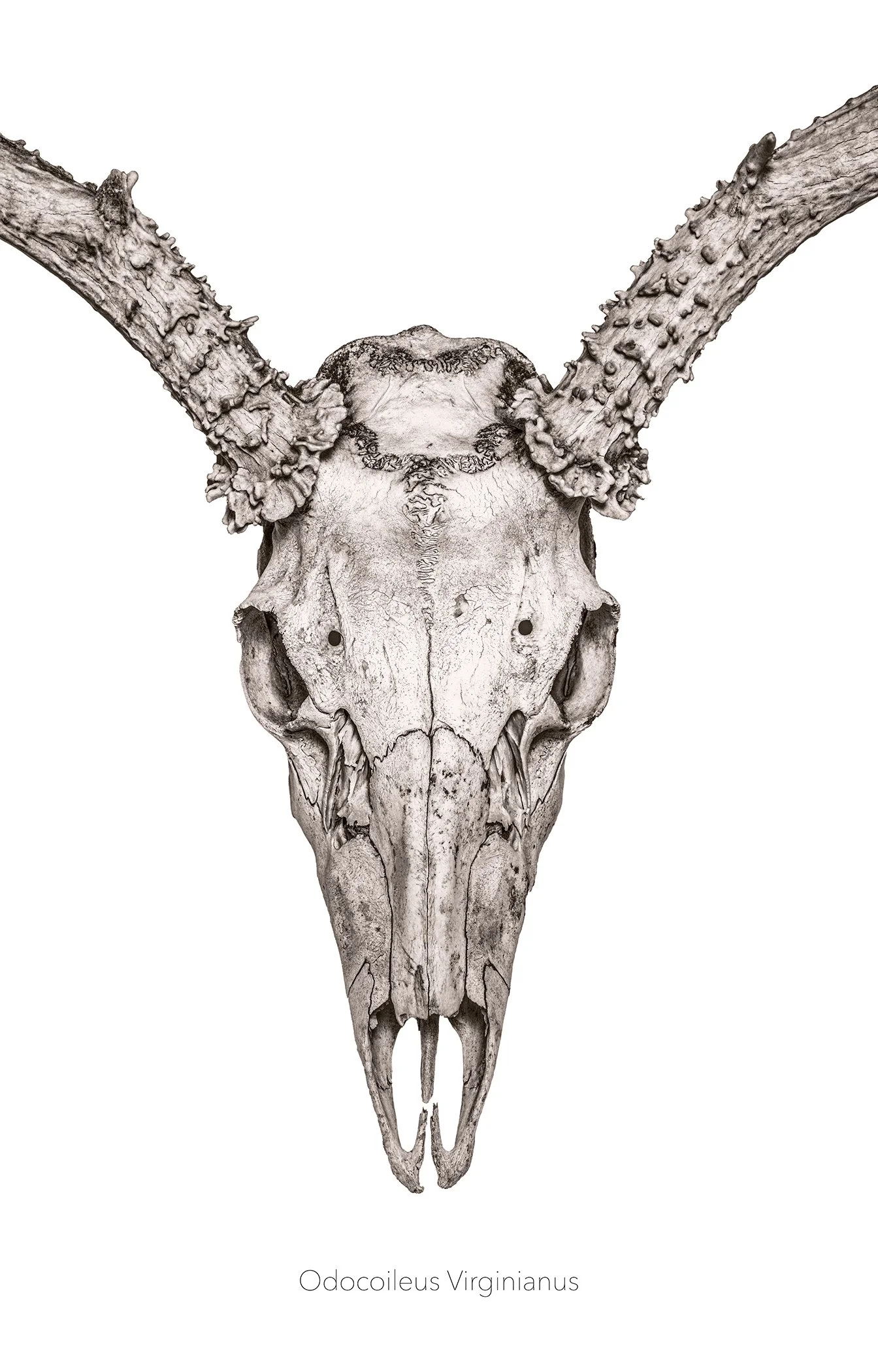 White tail 5x7.jpg