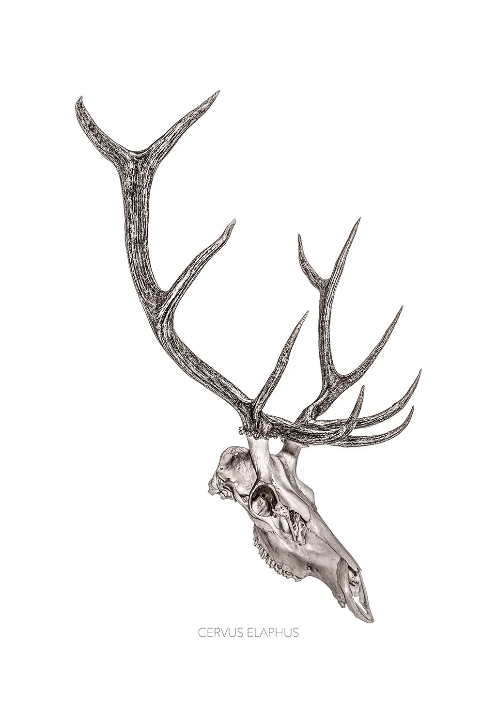ELK 5x7.jpg
