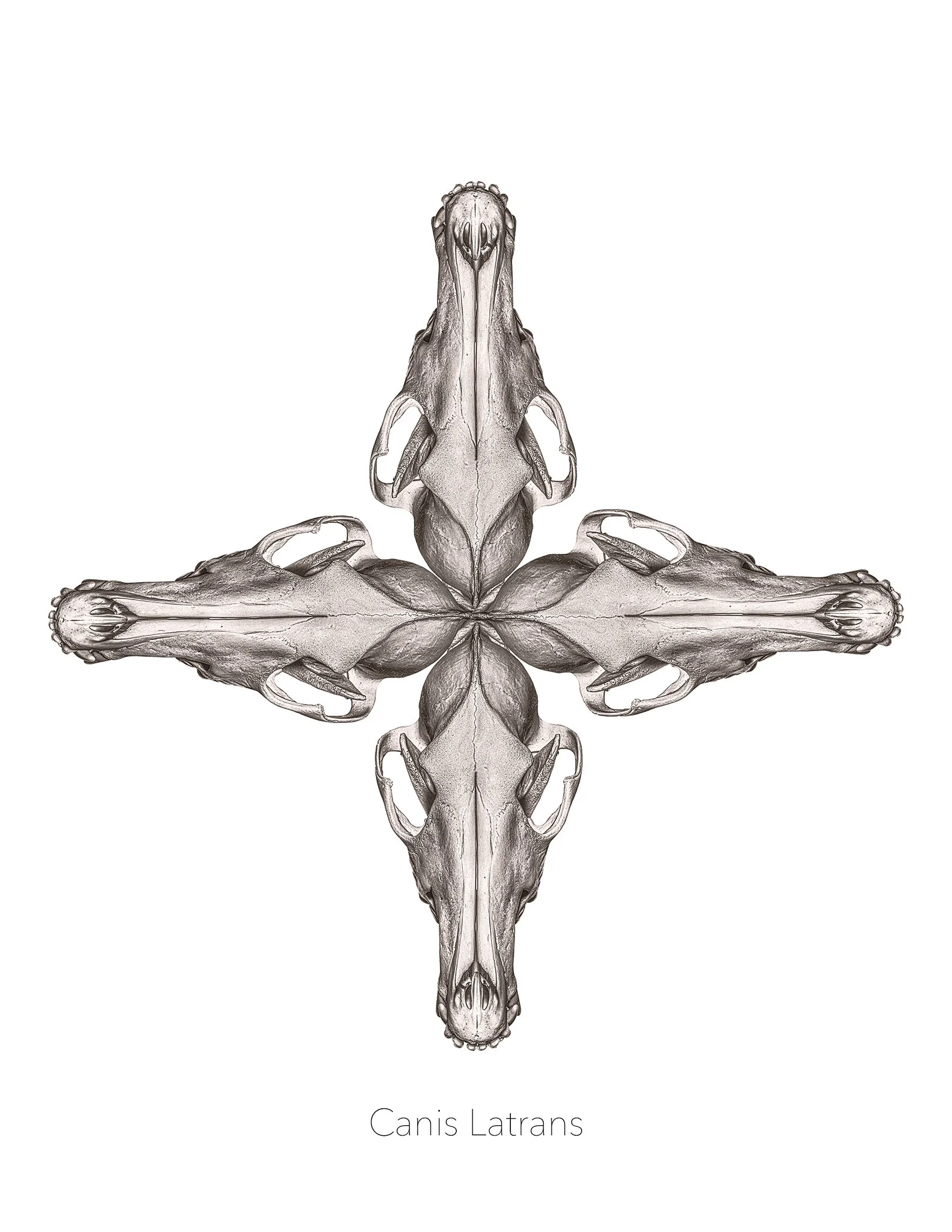 CANIS 8x10.jpg