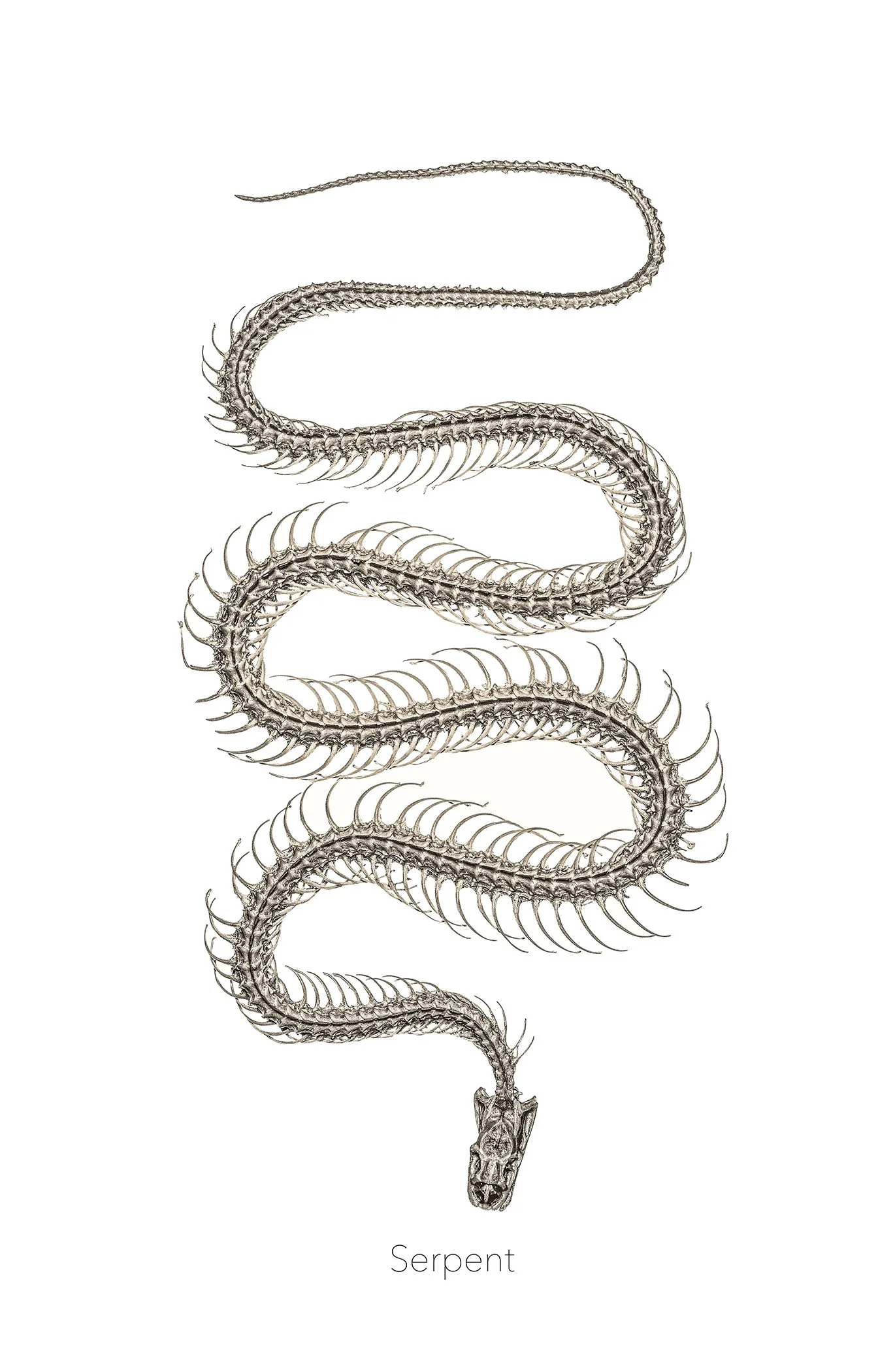 11x8 serpent.jpg