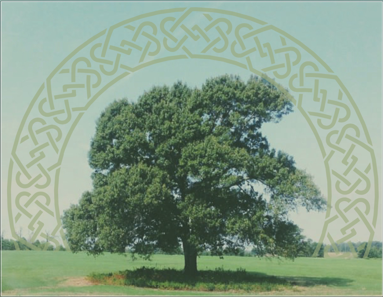 The Liberty Tree - Postcard
