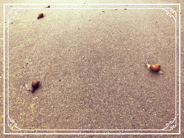 20170322-snails.jpg