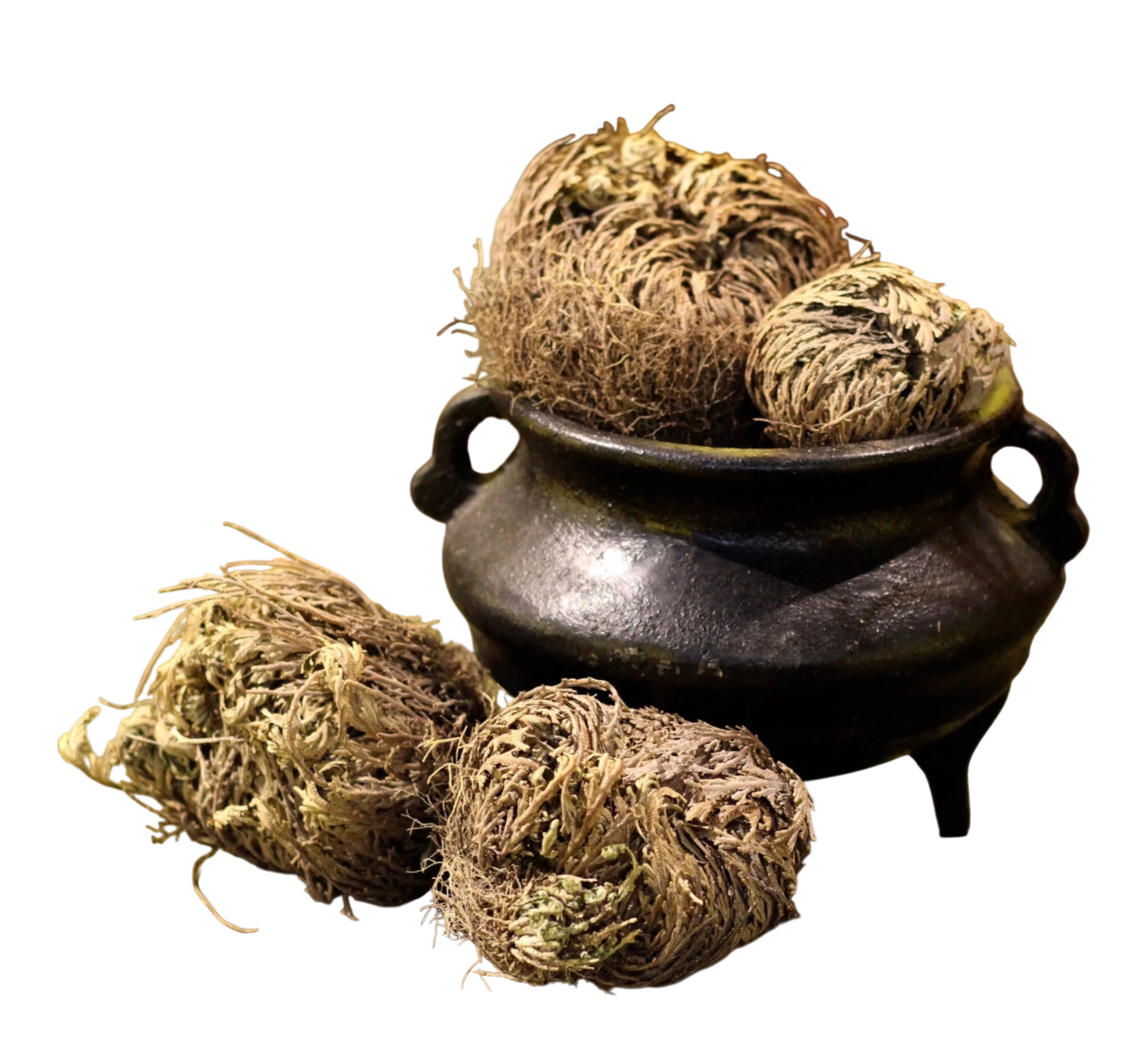 Rose of Jericho