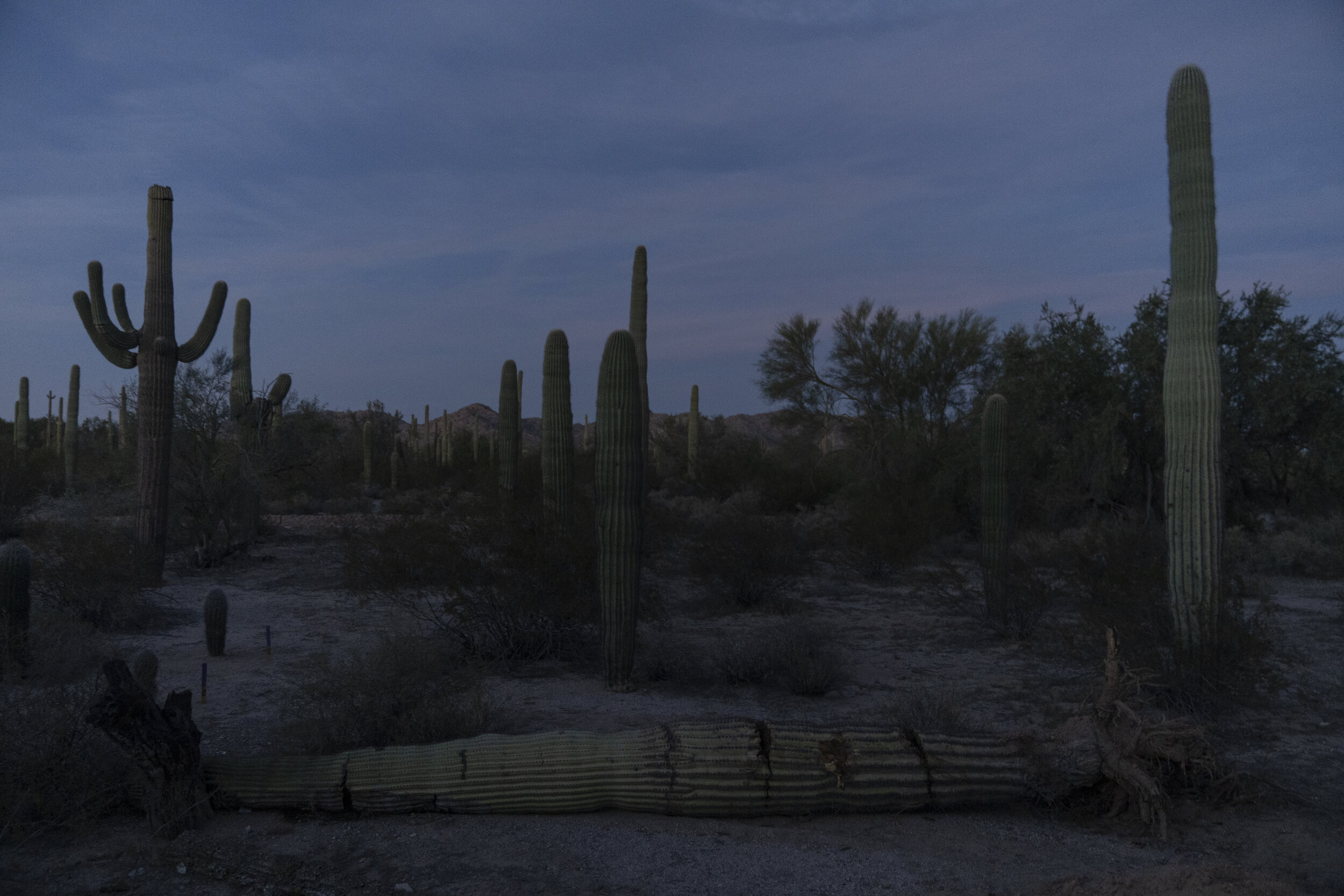 20191109_ORGAN_PIPE_KitraCahana_2590.jpg