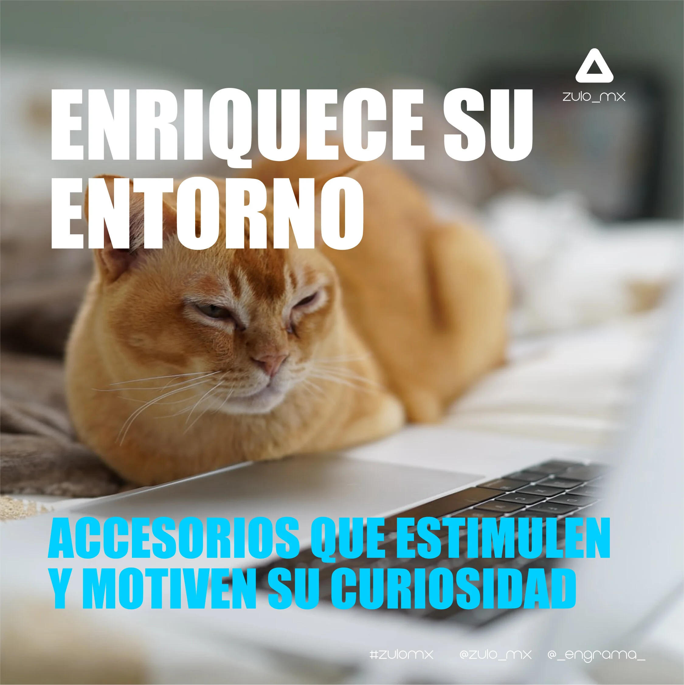 ArbolGatos-03.jpg