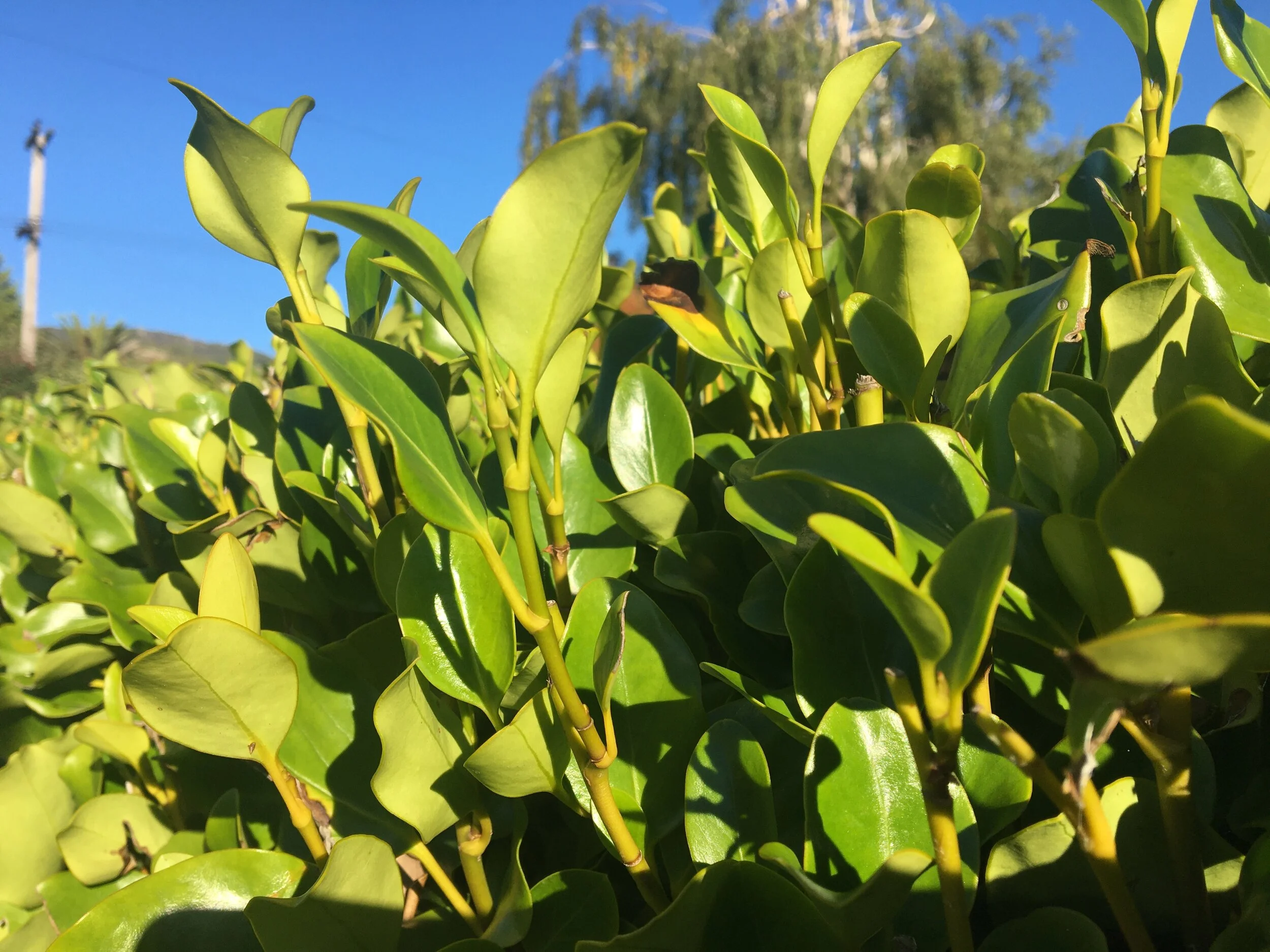 native plants christchurch