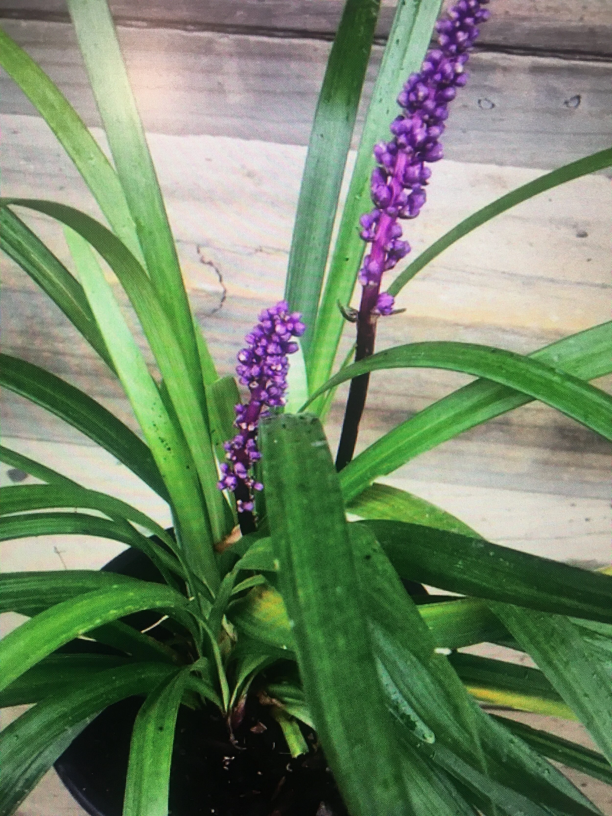 scleranthus biflorus nz