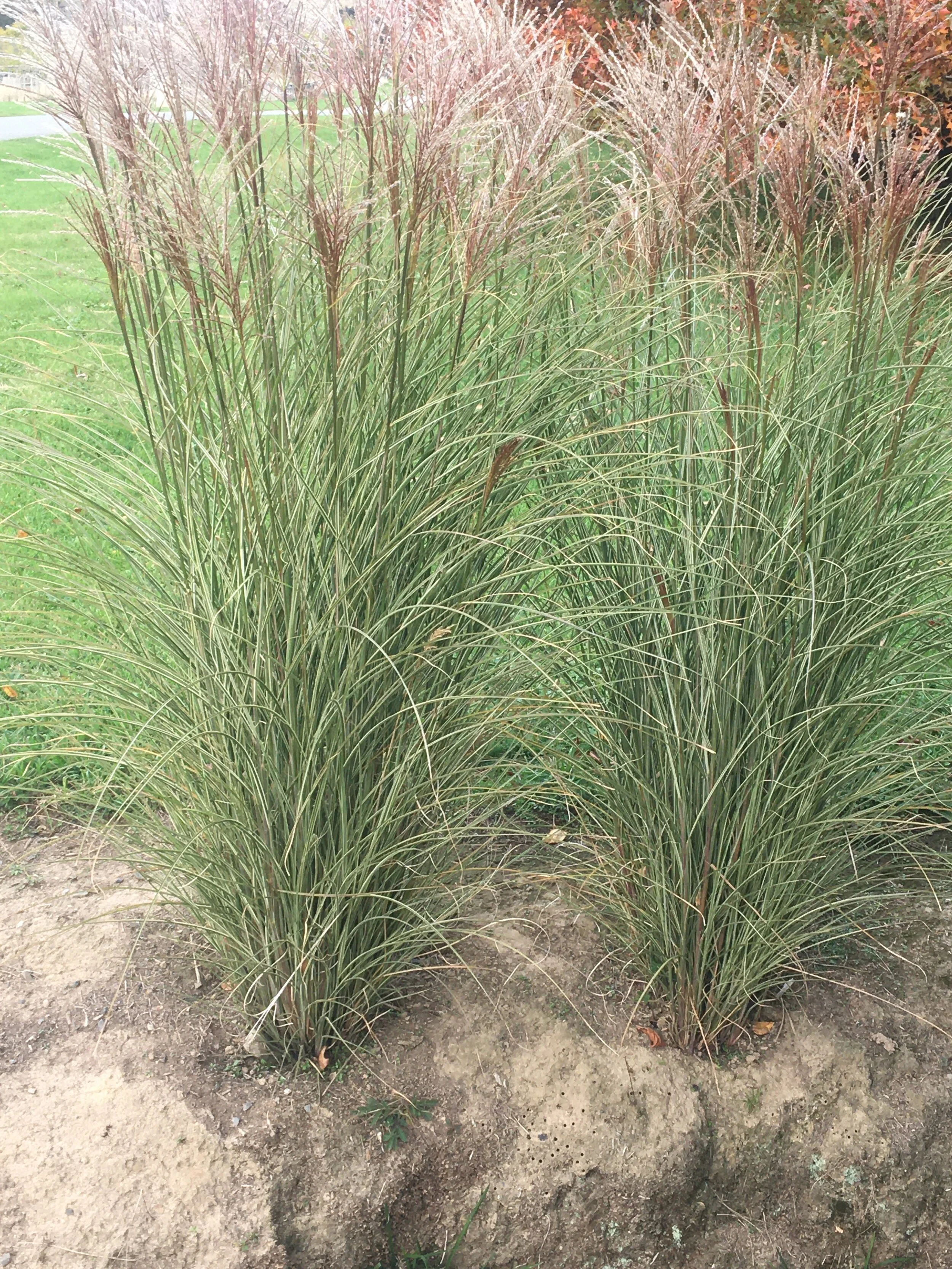 Miscanthus .JPG