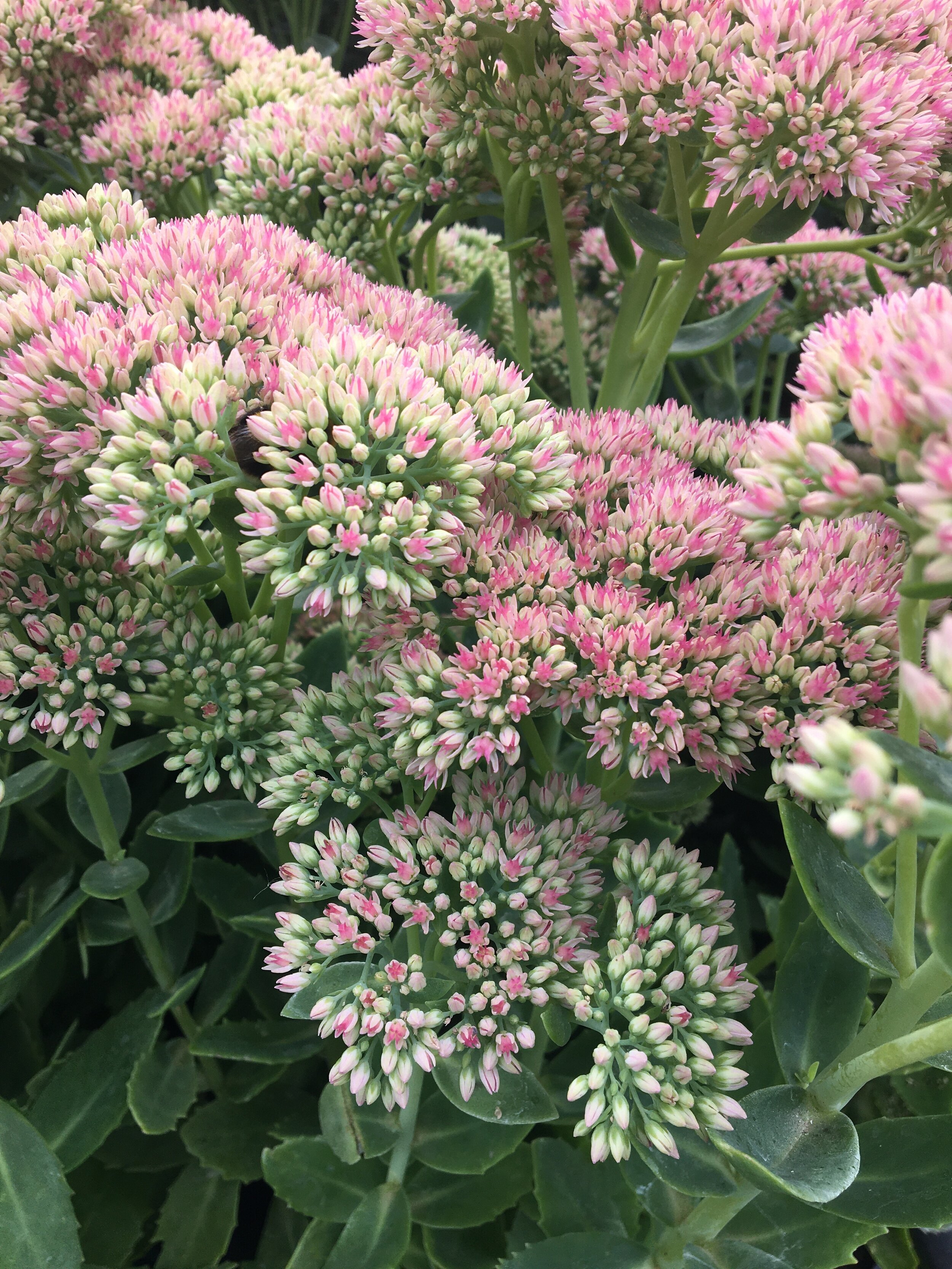 sedum.JPG